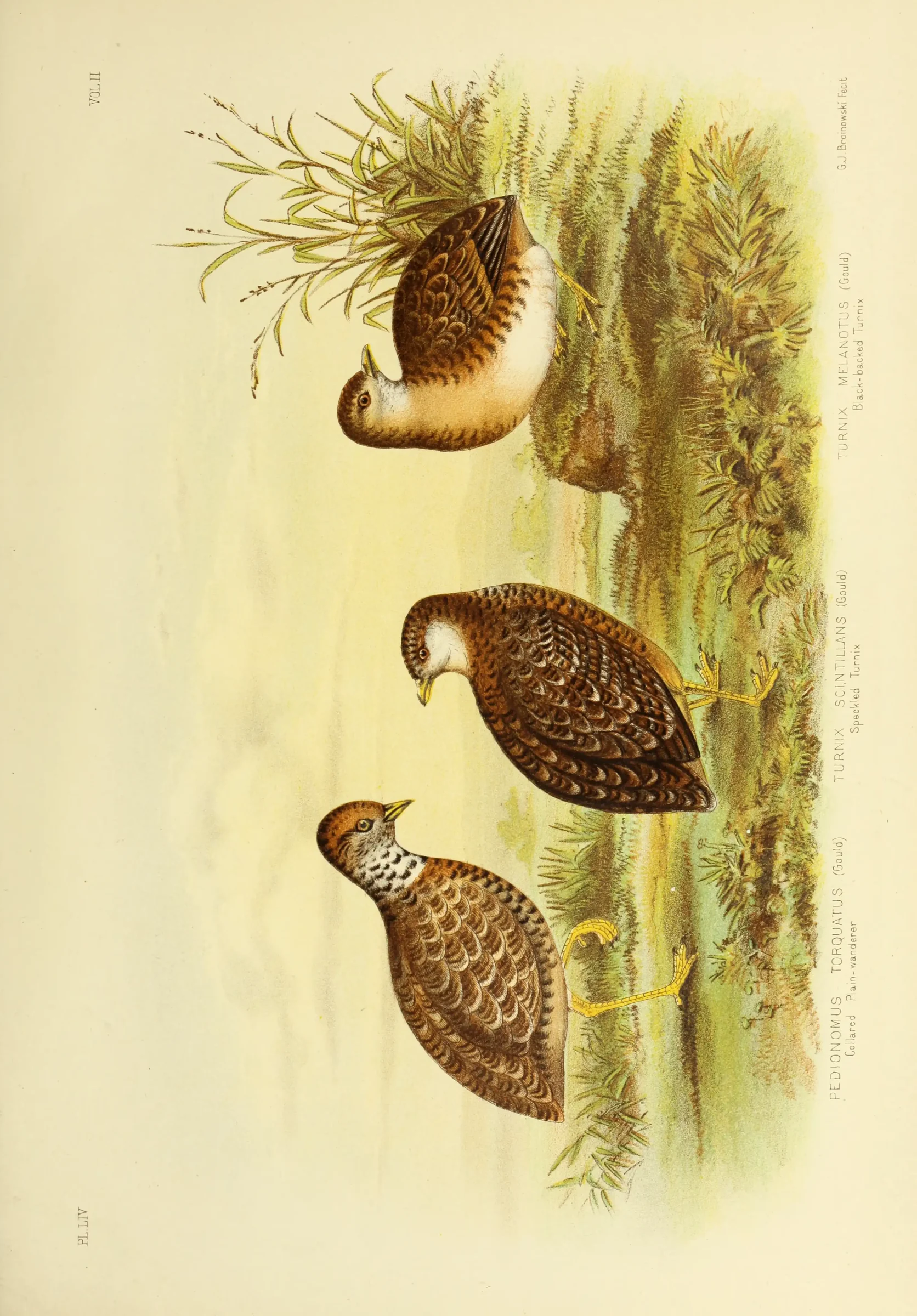 Historical bird plate: Painted Buttonquail