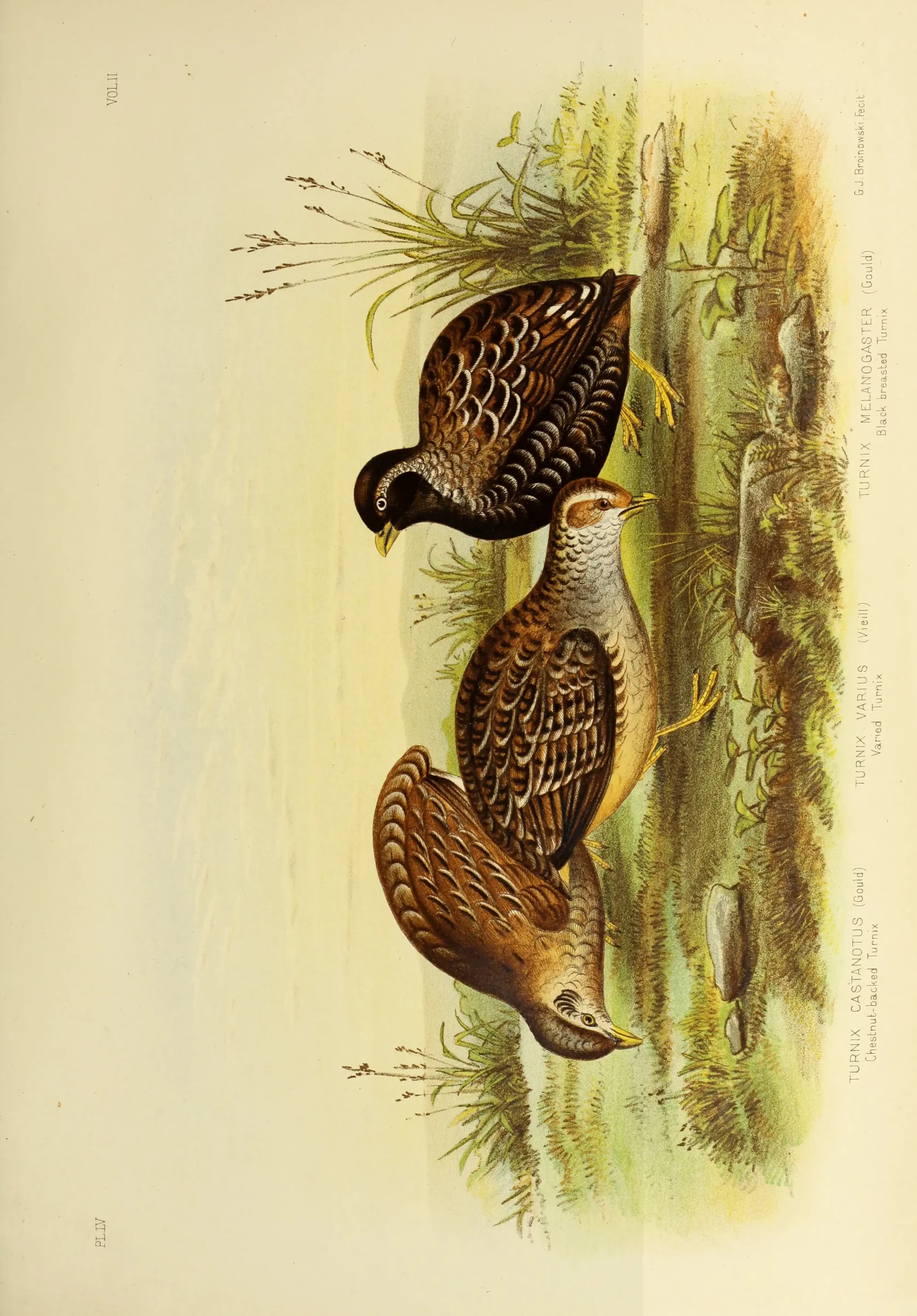 Historical bird plate: Black-breasted Buttonquail