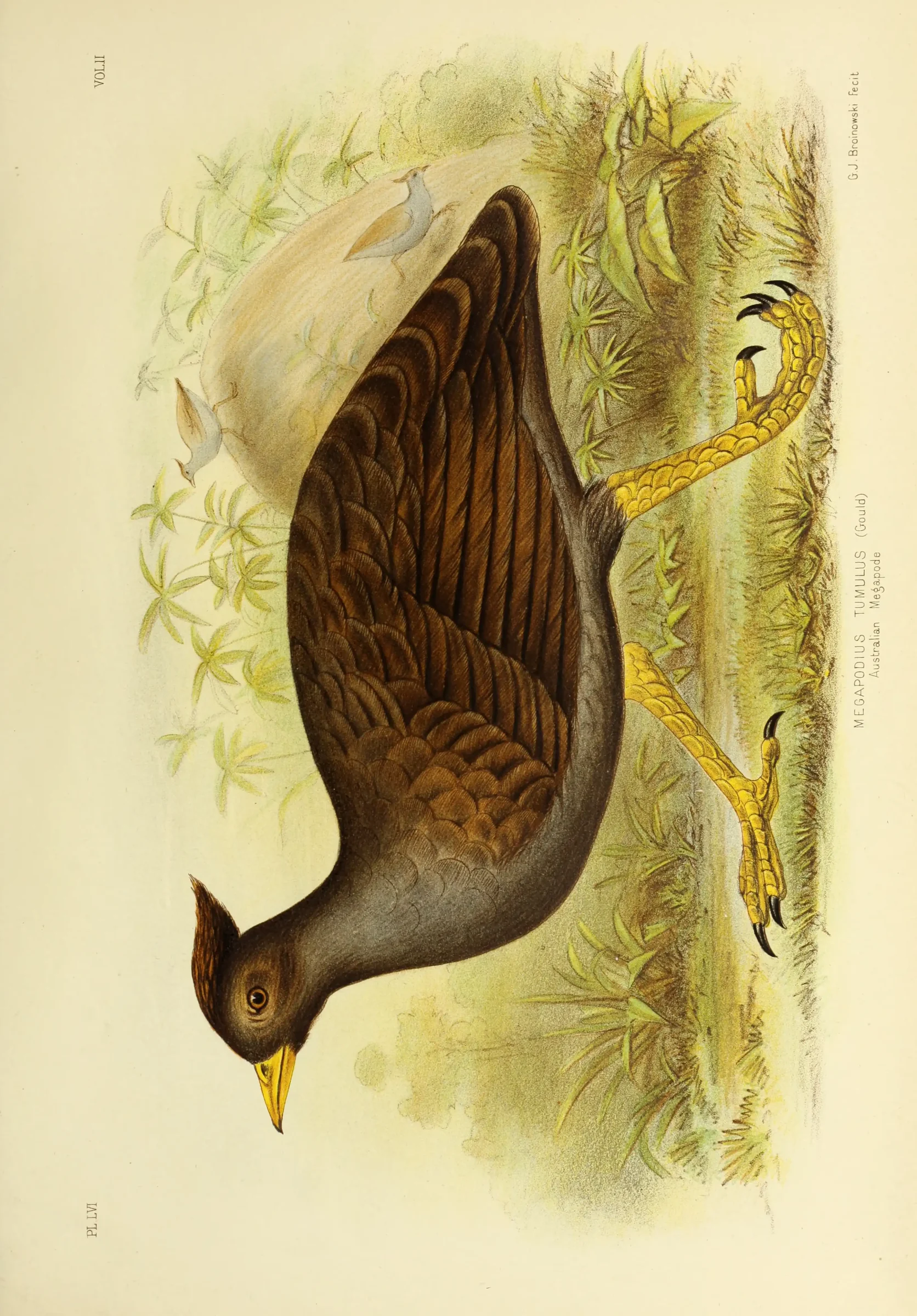Historical bird plate: Orange-footed Scrubfowl