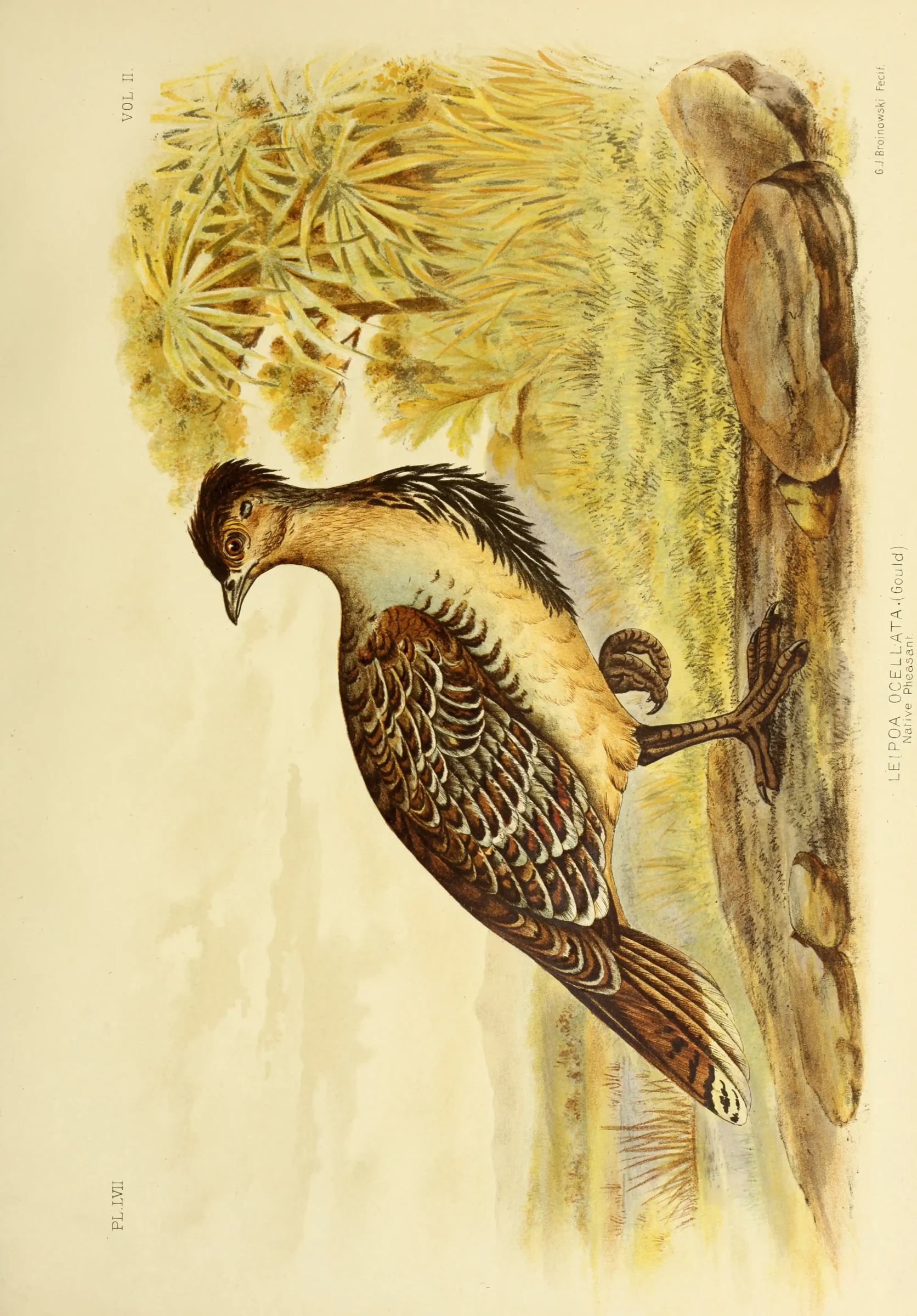 Historical bird plate: Malleefowl