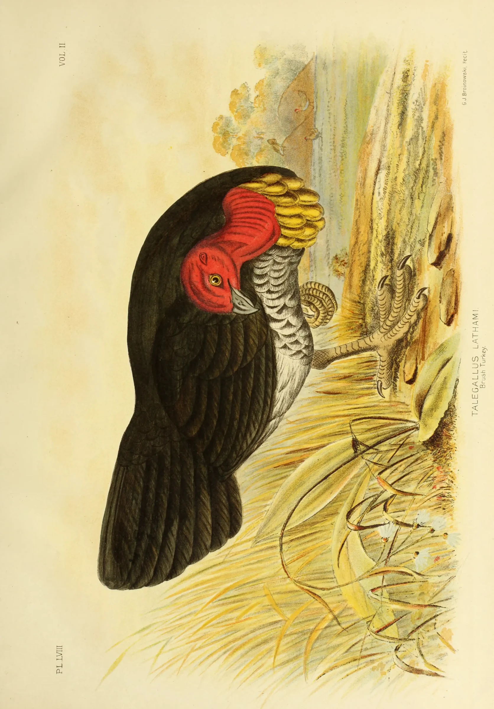 Historical bird plate: Australian Brushturkey