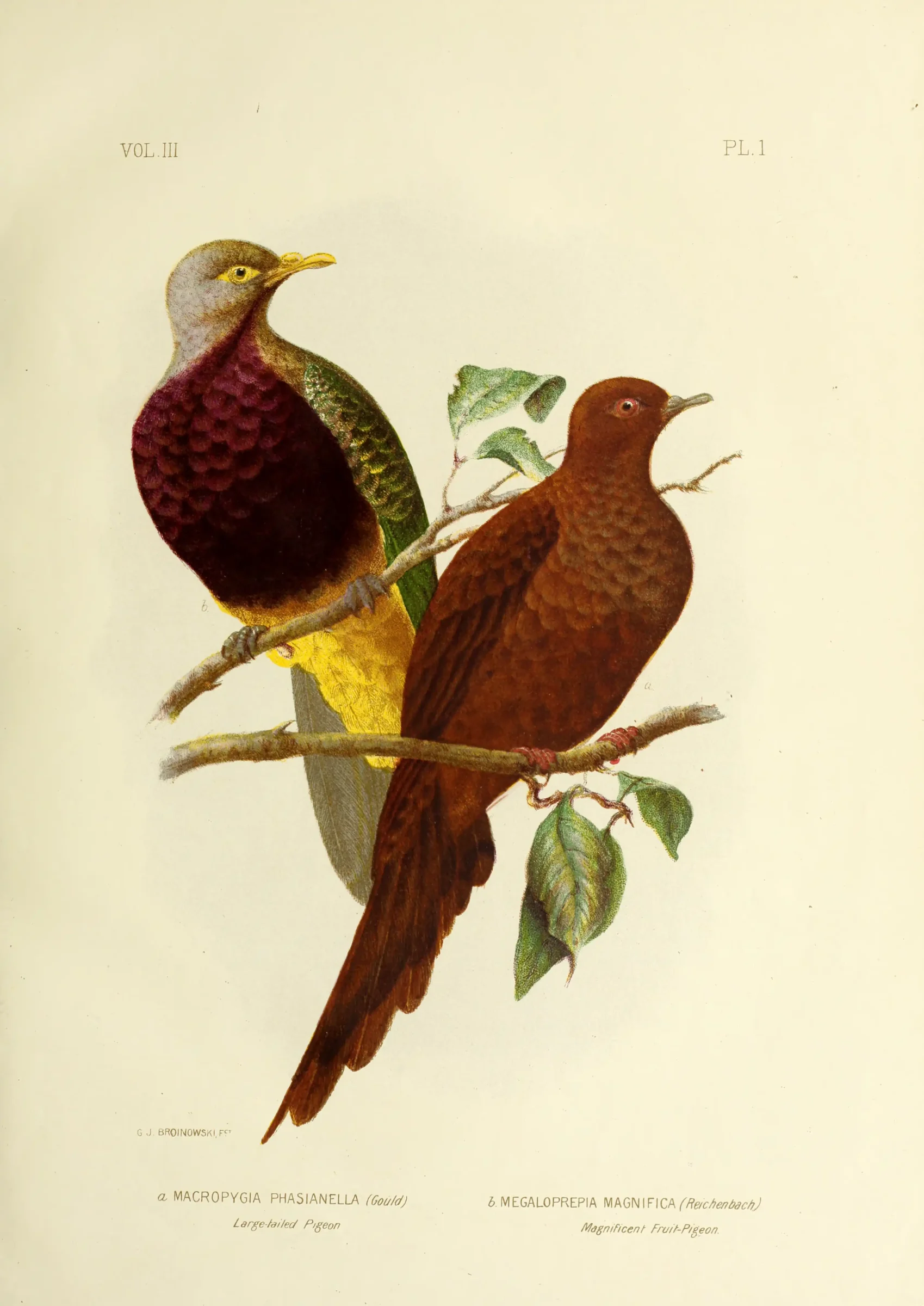Historical bird plate: Brown Cuckoo-Dove