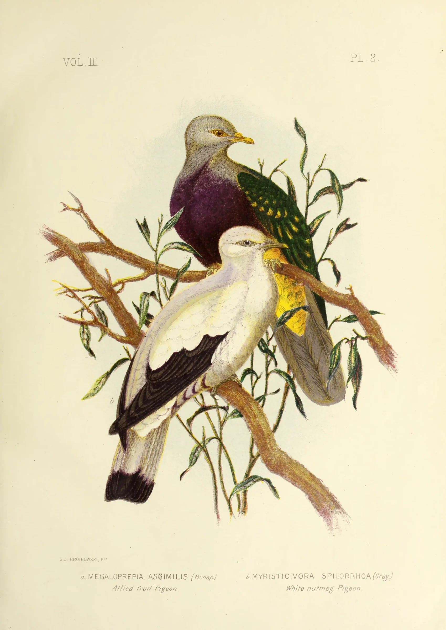 Historical bird plate: Torresian Imperial Pigeon