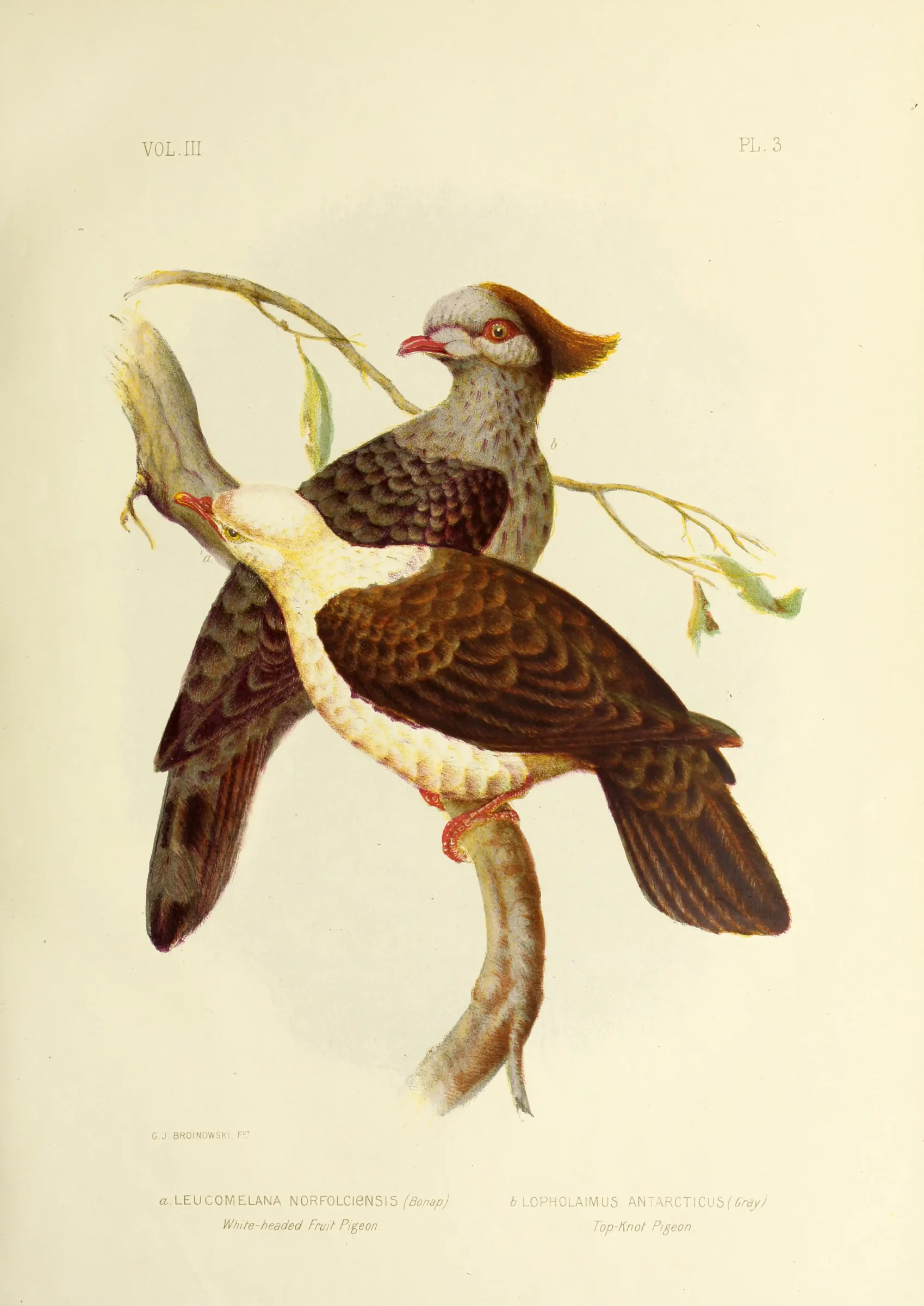 Historical bird plate: Topknot Pigeon