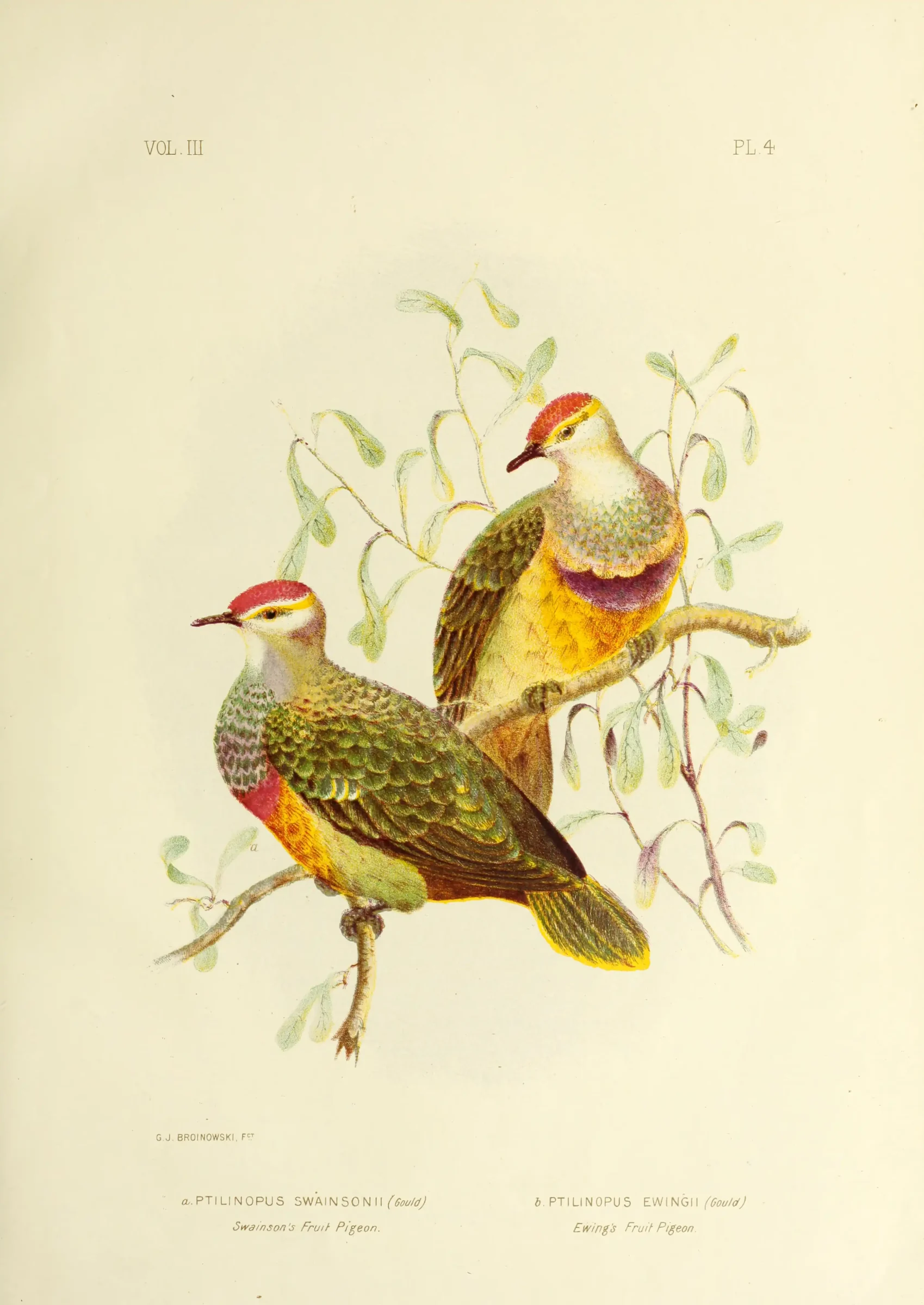 Historical bird plate: Rose-crowned Fruit Dove