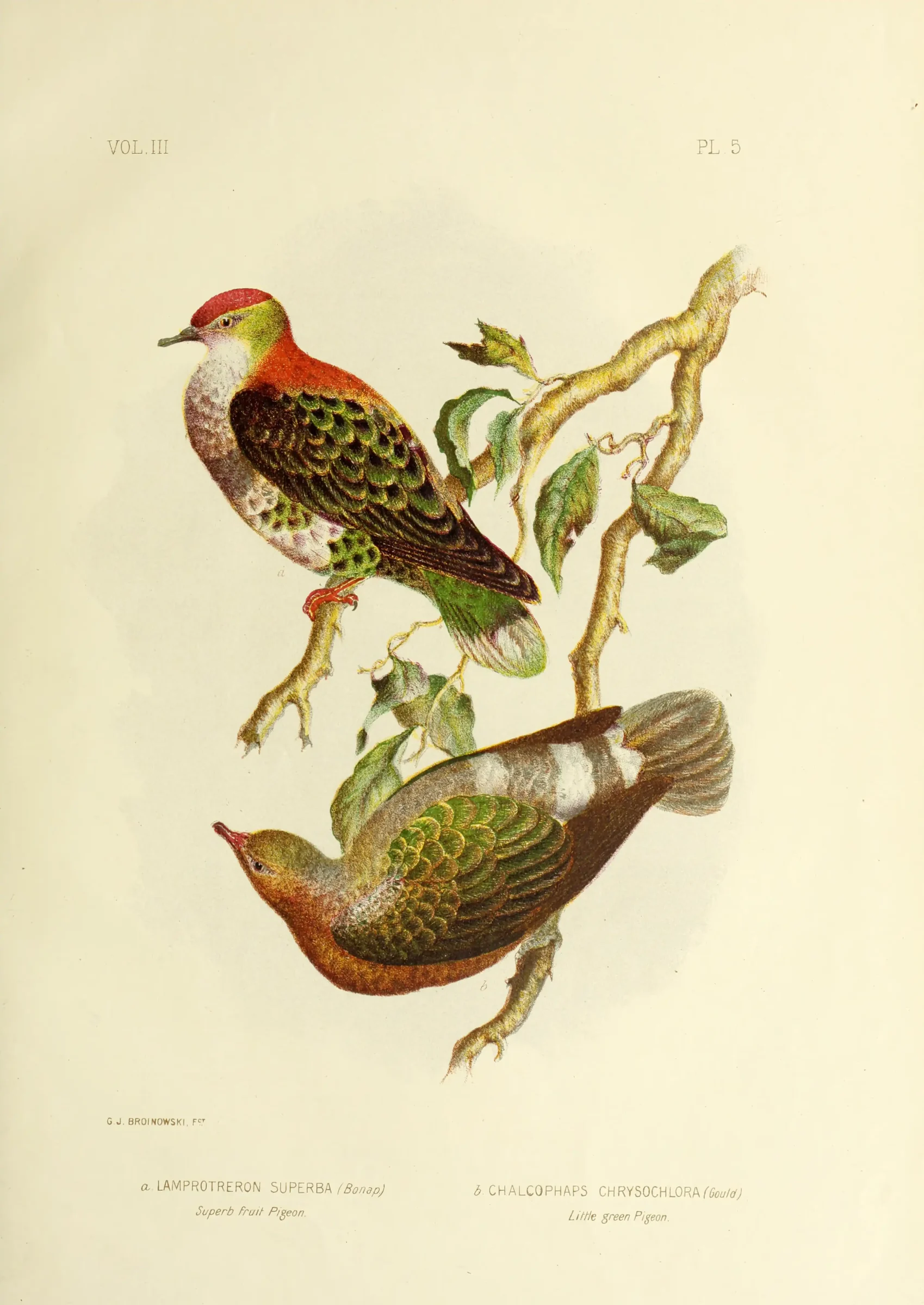 Historical bird plate: Pacific Emerald Dove
