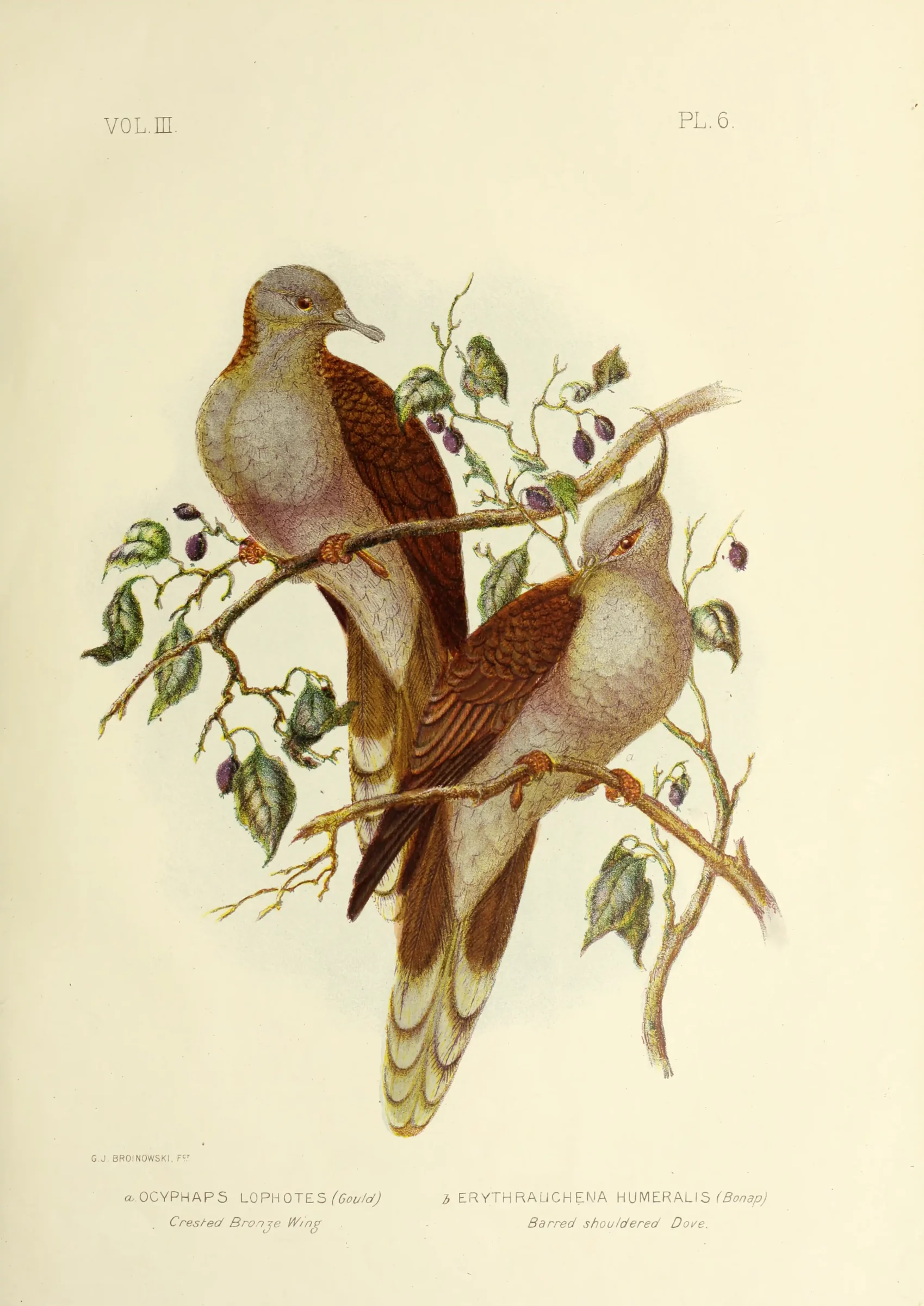 Historical bird plate: Bar-shouldered Dove