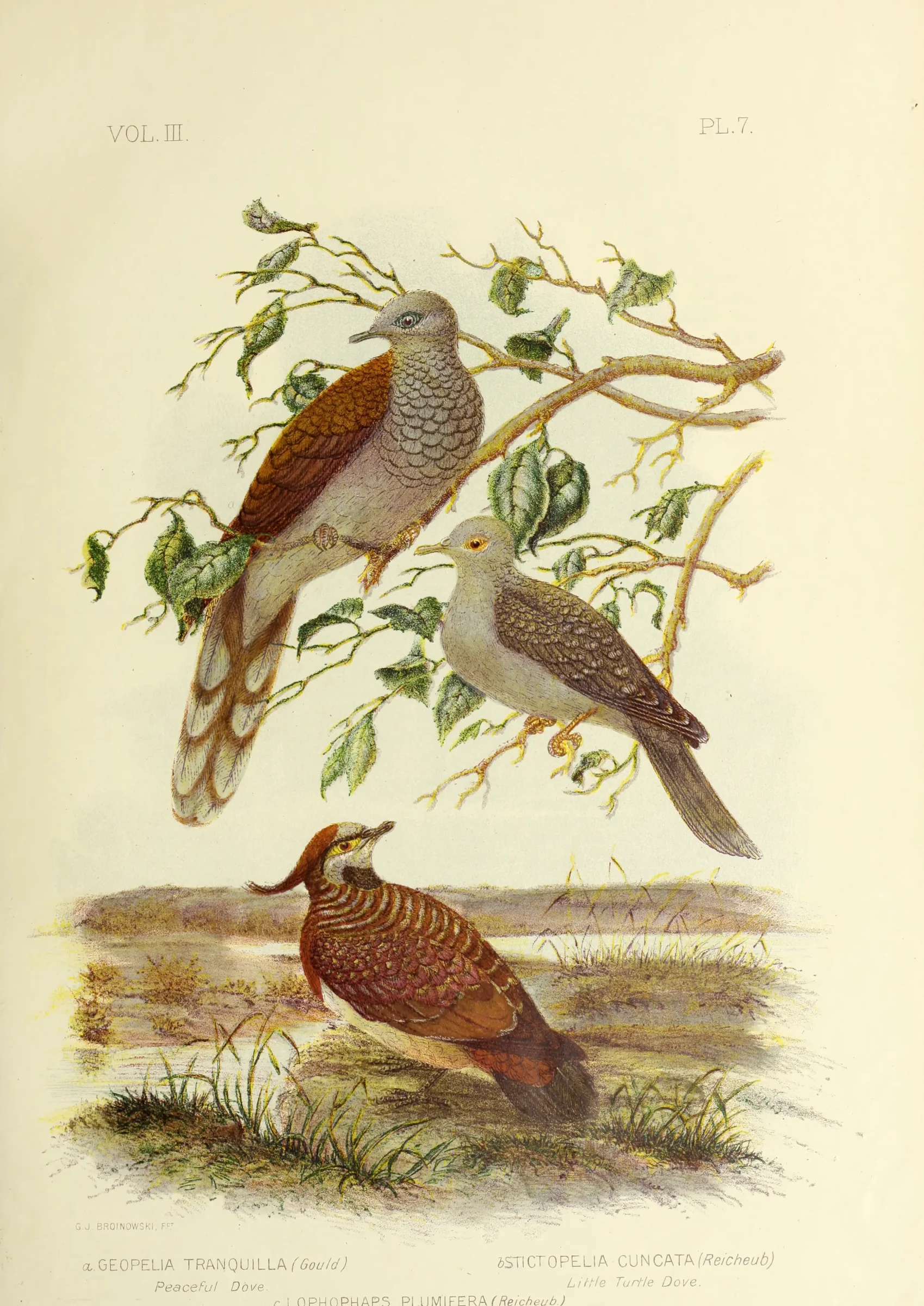 Historical bird plate: Diamond Dove