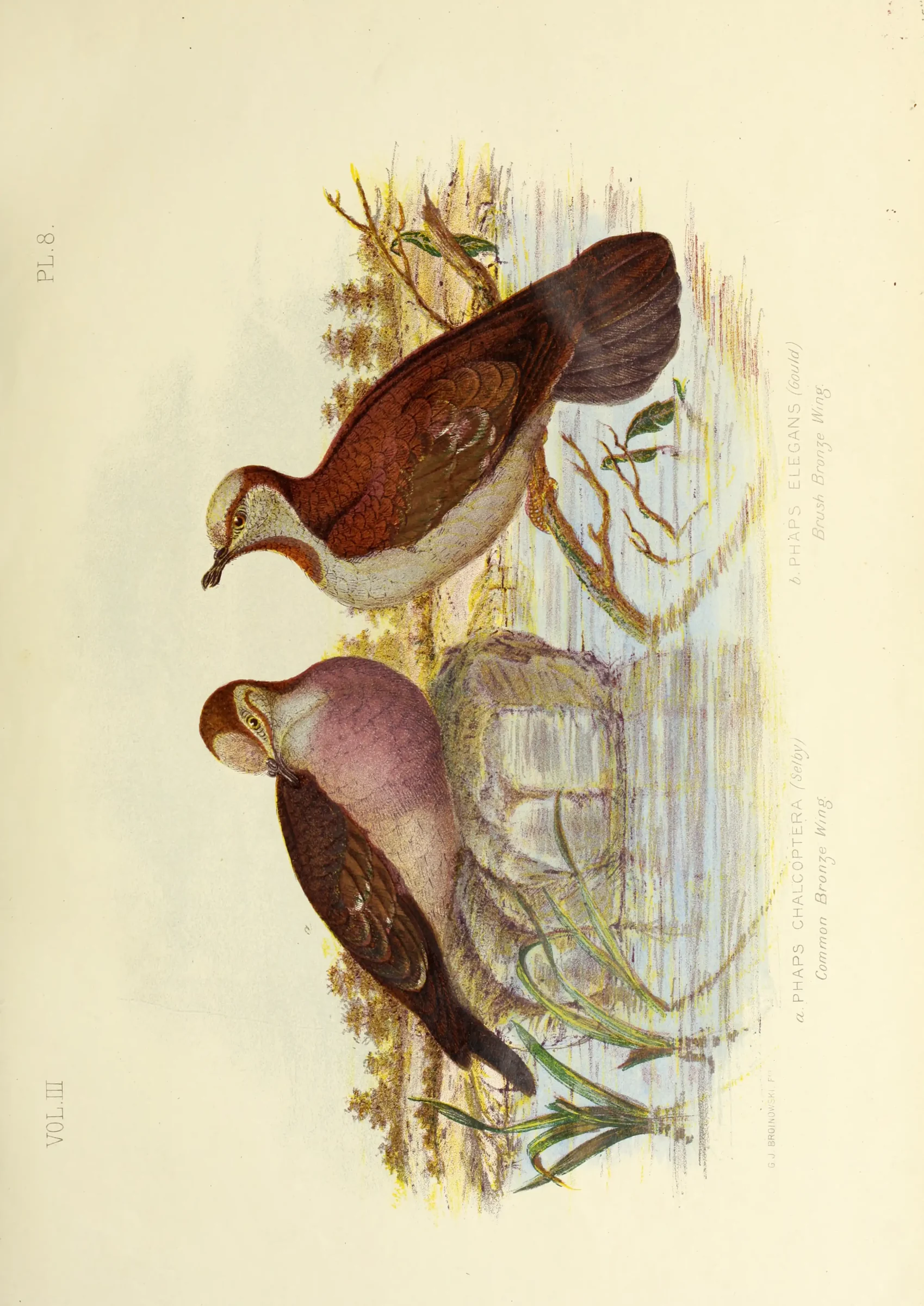Historical bird plate: Brush Bronzewing