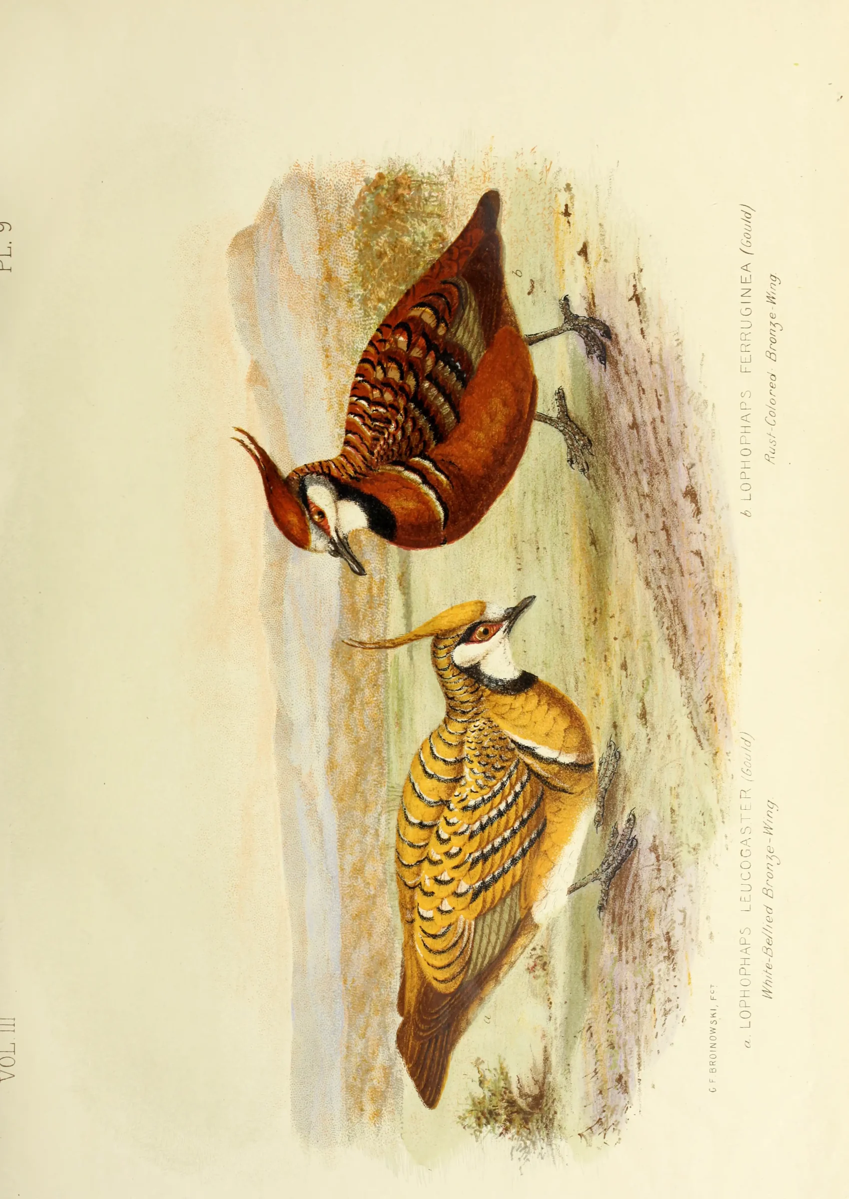 Historical bird plate: Spinifex Pigeon