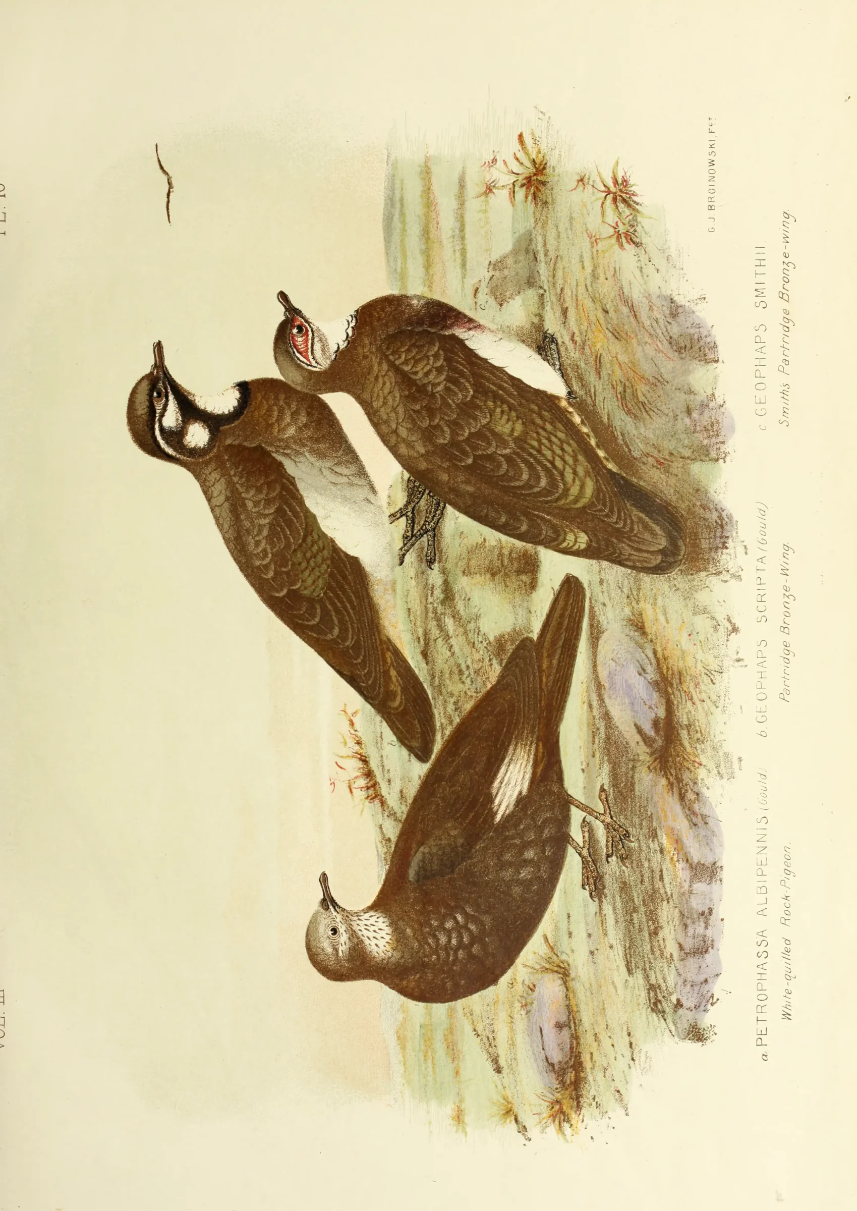 Historical bird plate: Partridge Pigeon