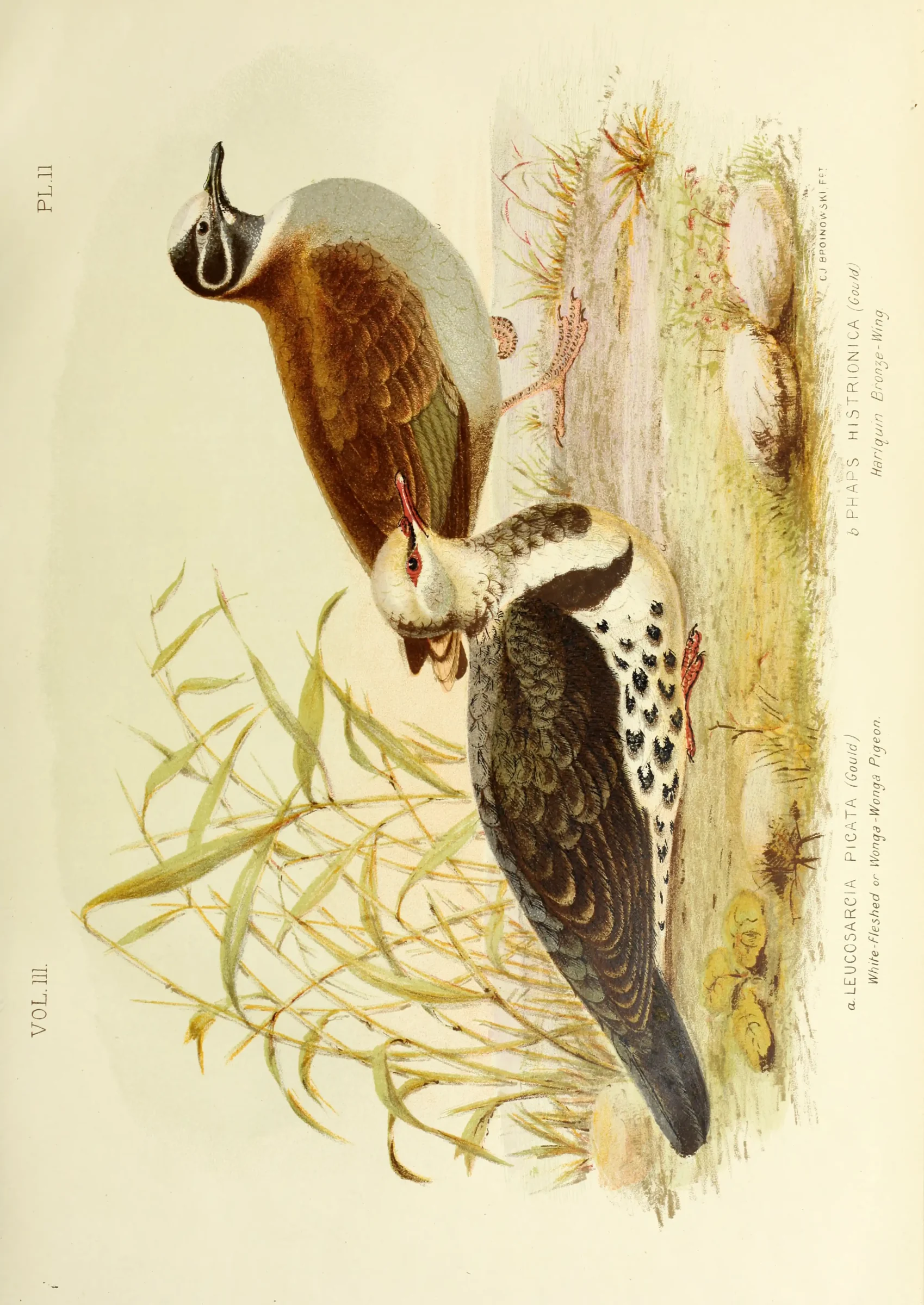 Historical bird plate: Flock Bronzewing