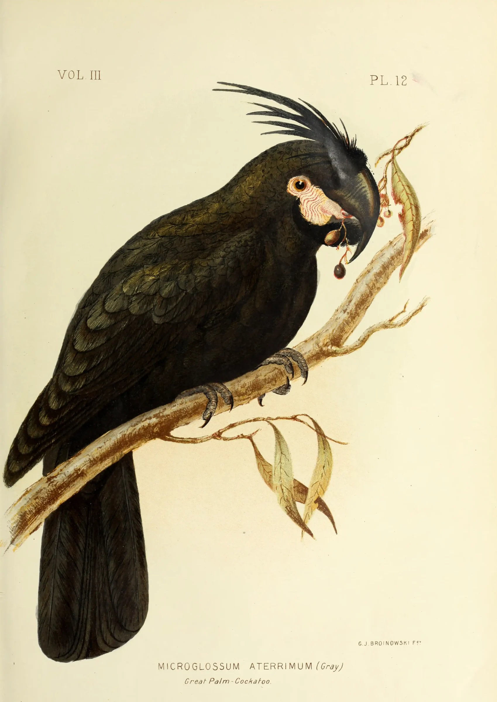 Historical bird plate: Palm Cockatoo