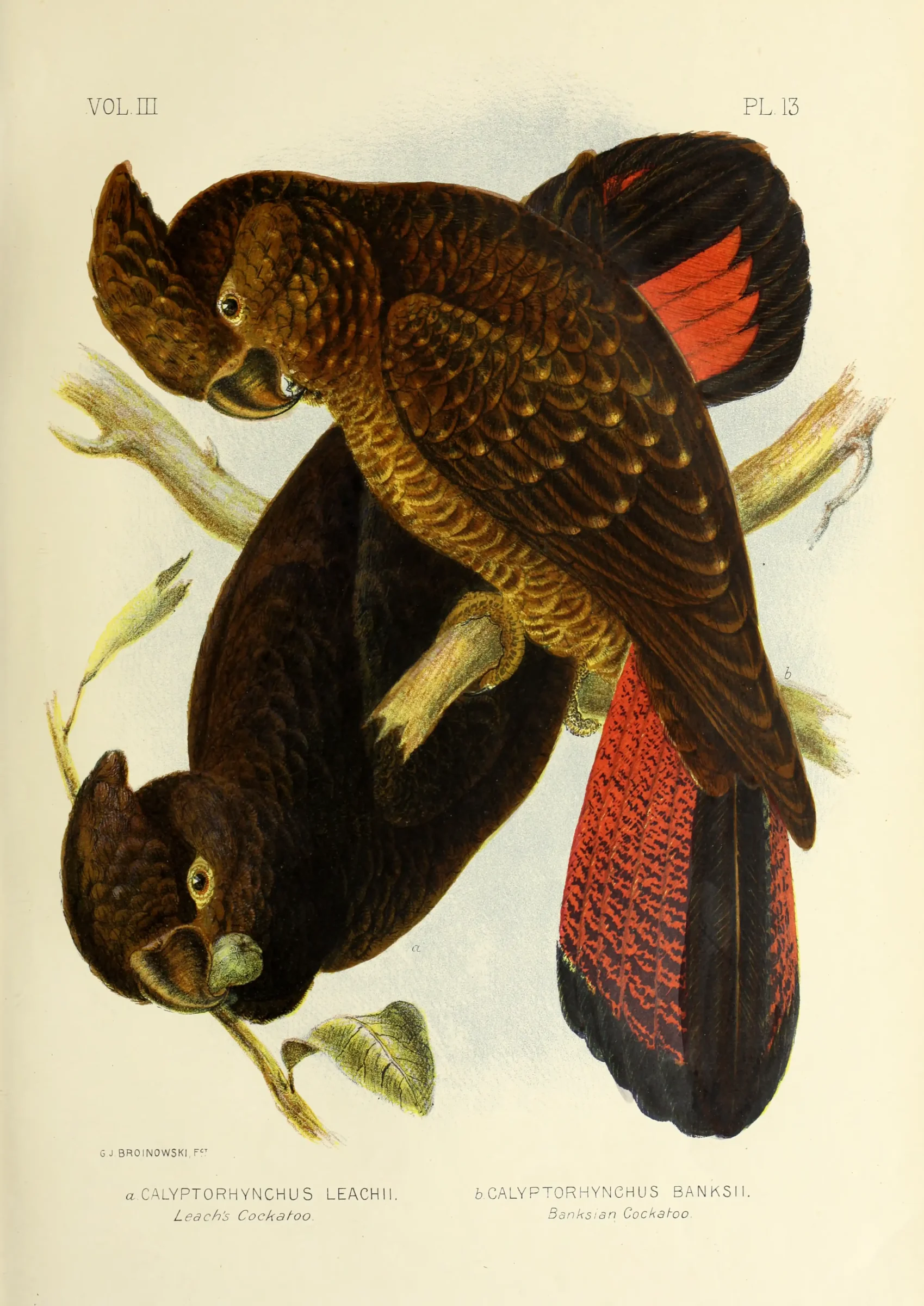 Historical bird plate: Glossy Black Cockatoo