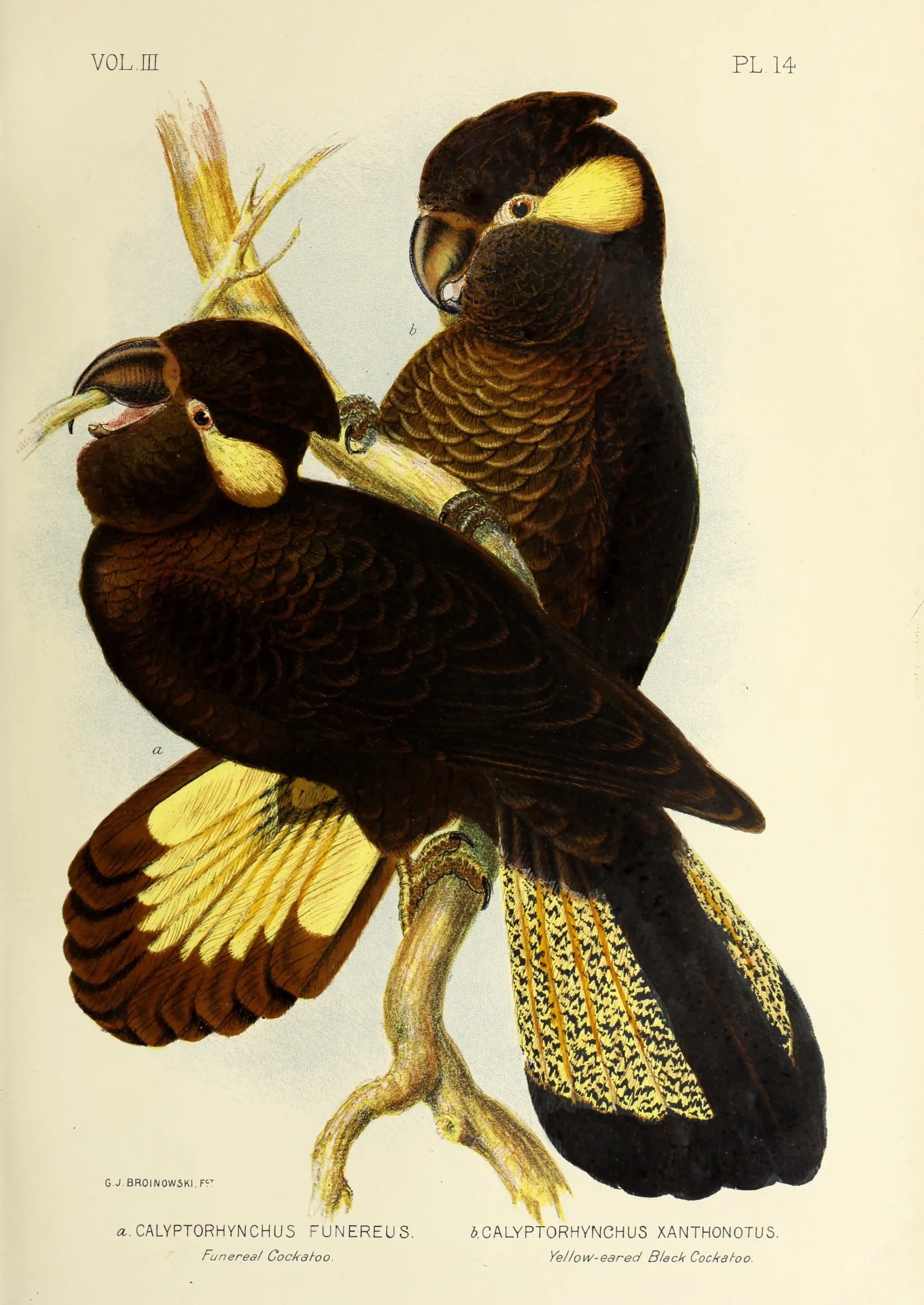 Historical bird plate: Yellow-tailed Black Cockatoo