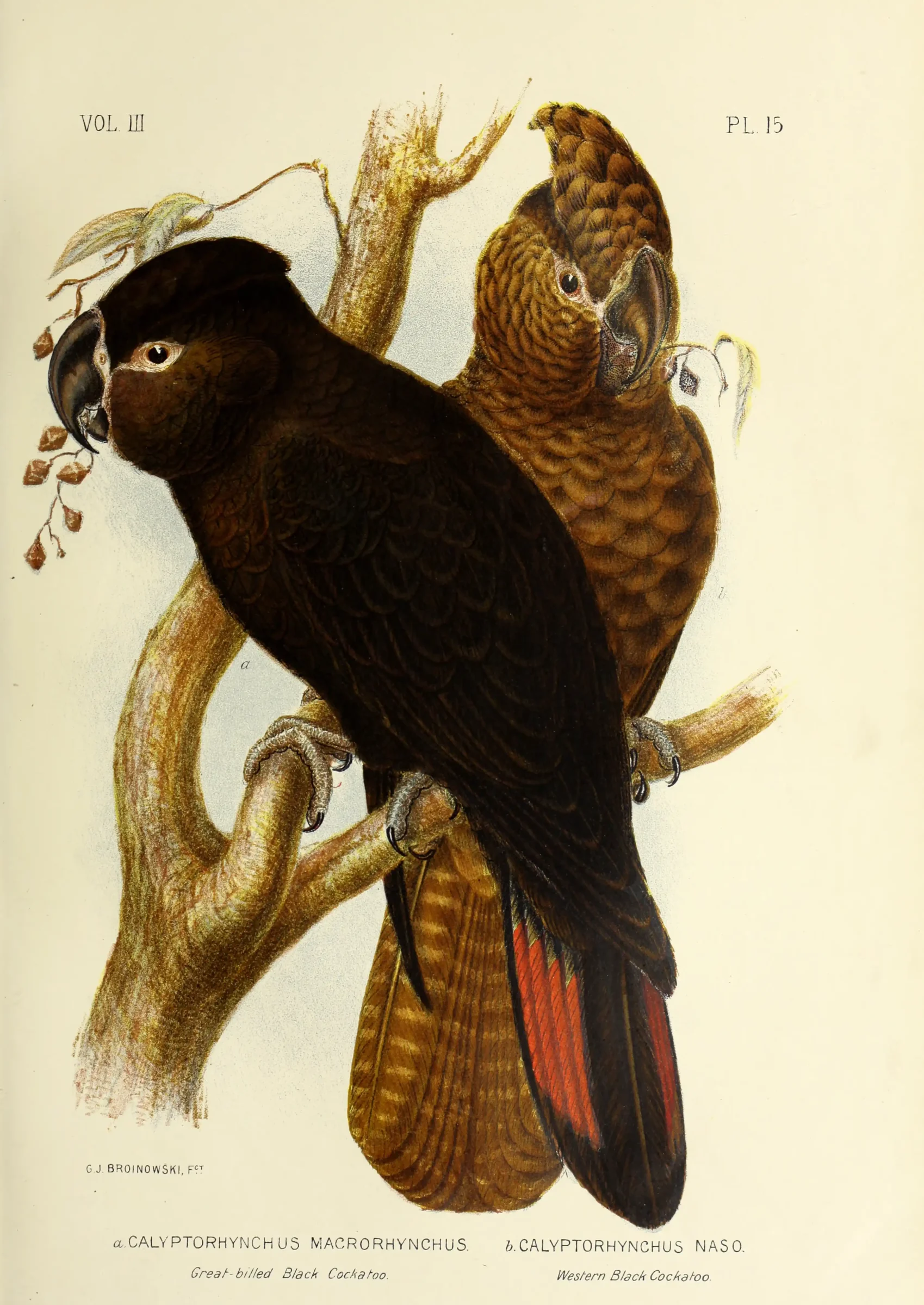 Historical bird plate: Red-tailed Black Cockatoo
