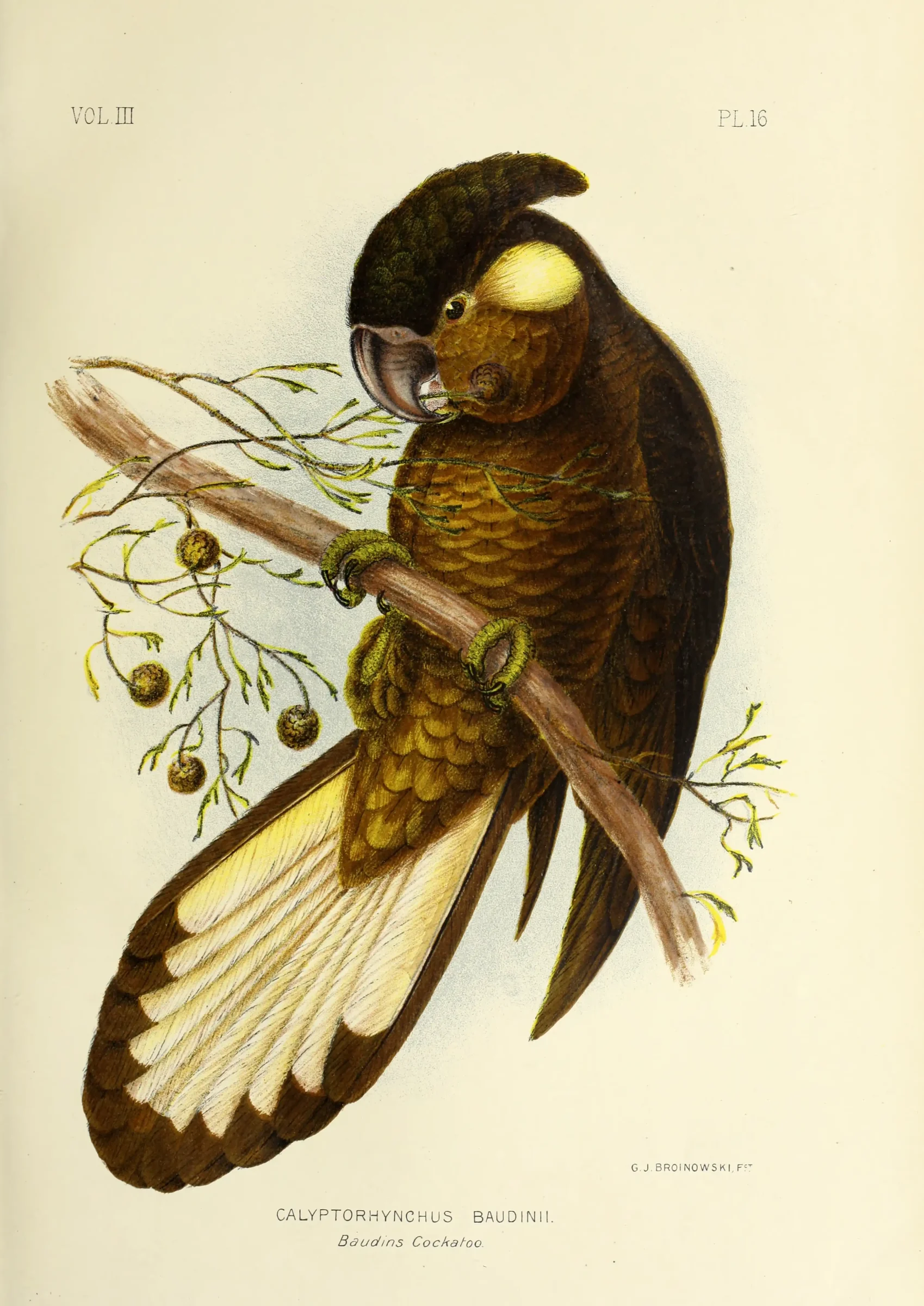 Historical bird plate: Baudin's Black Cockatoo