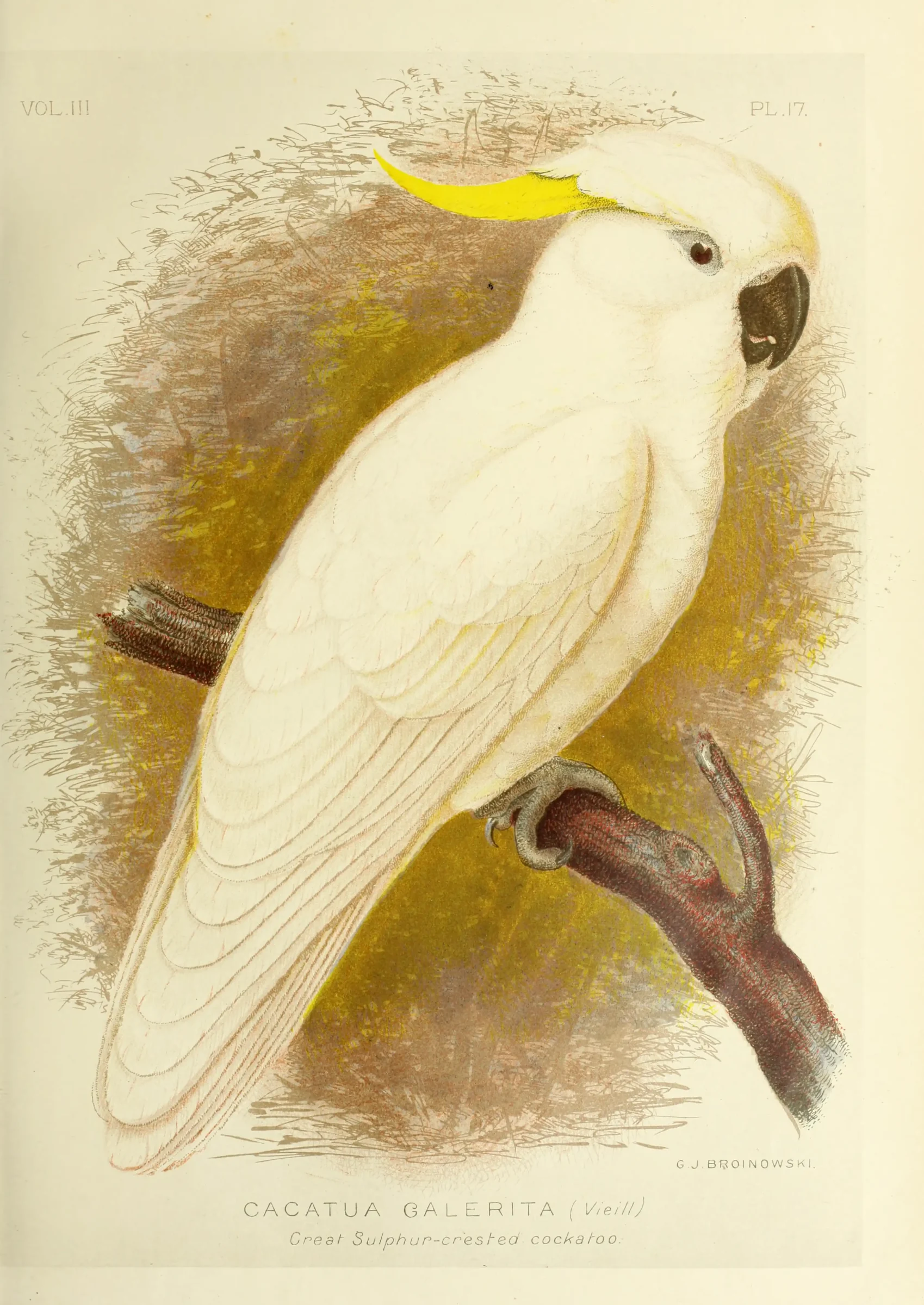 Historical bird plate: Sulphur-crested Cockatoo