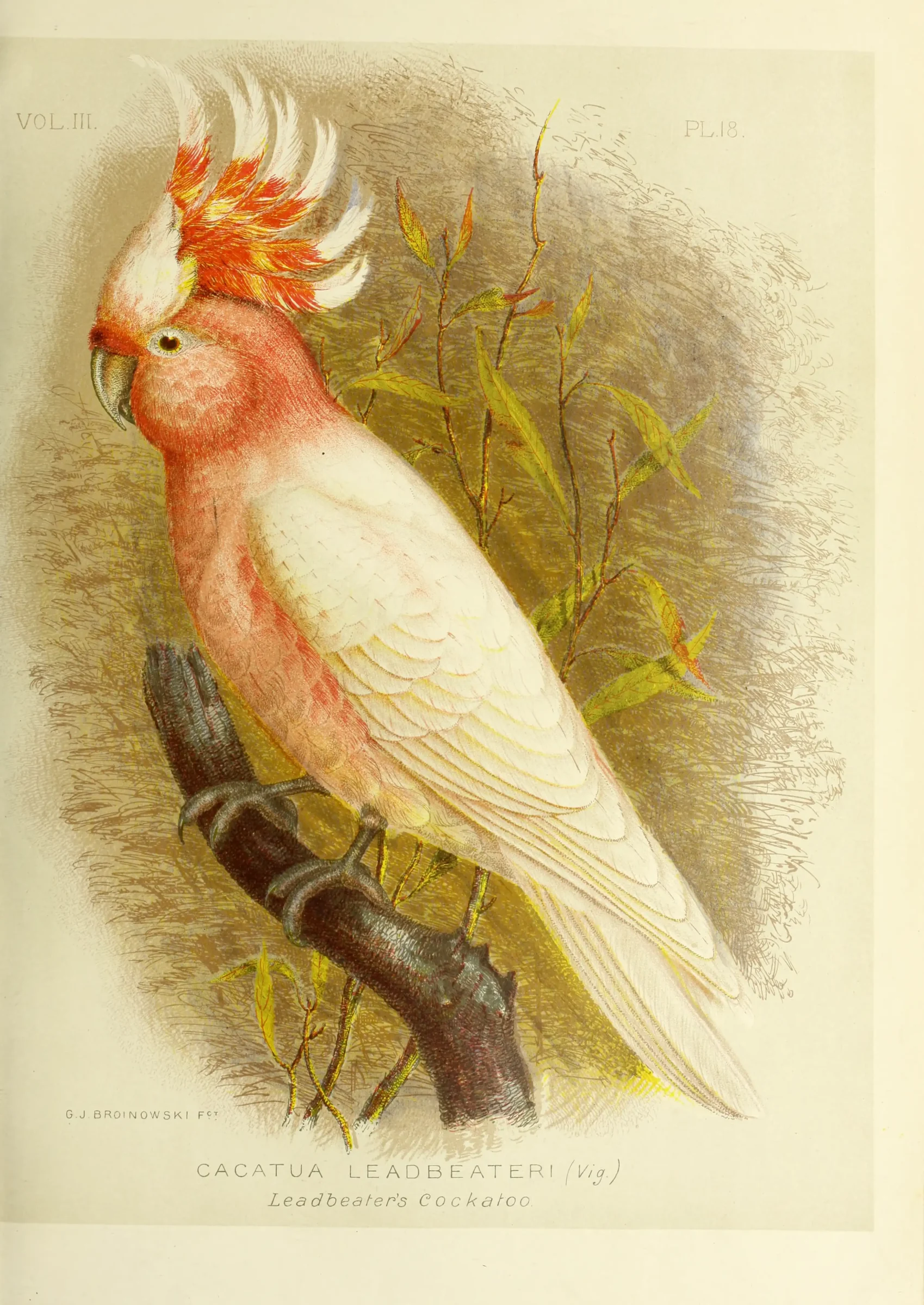 Historical bird plate: Pink Cockatoo