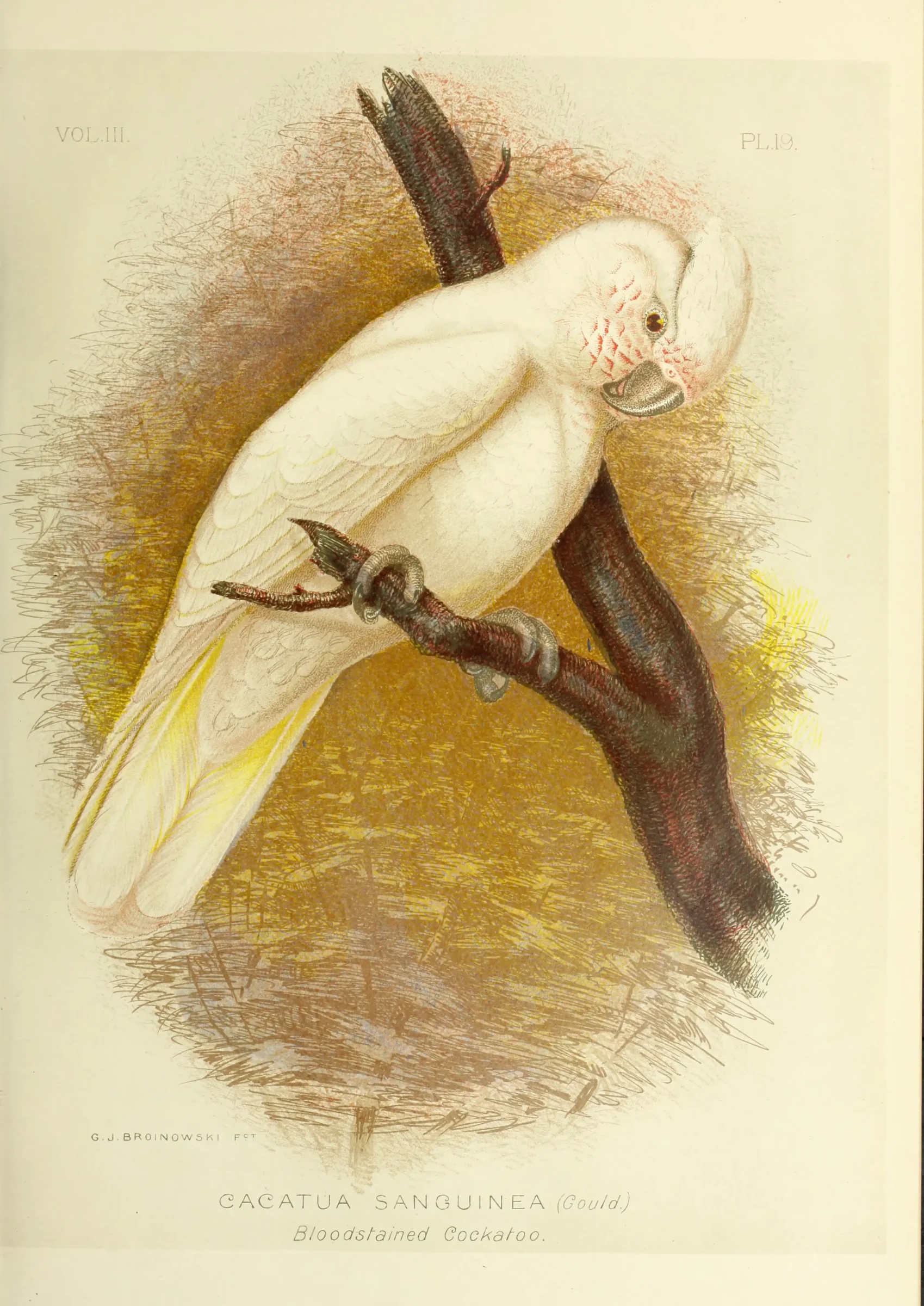 Historical bird plate: Little Corella
