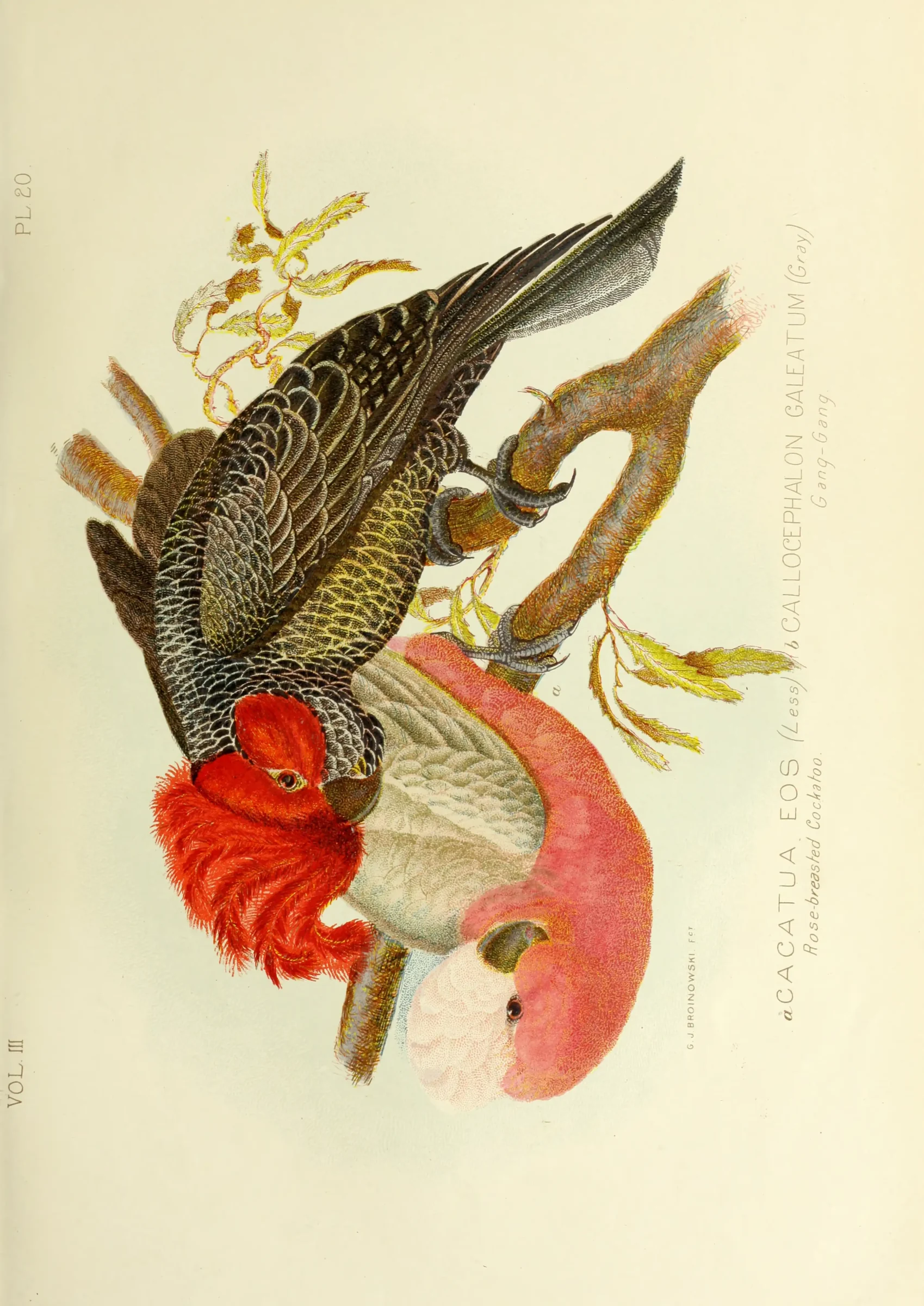 Historical bird plate: Galah