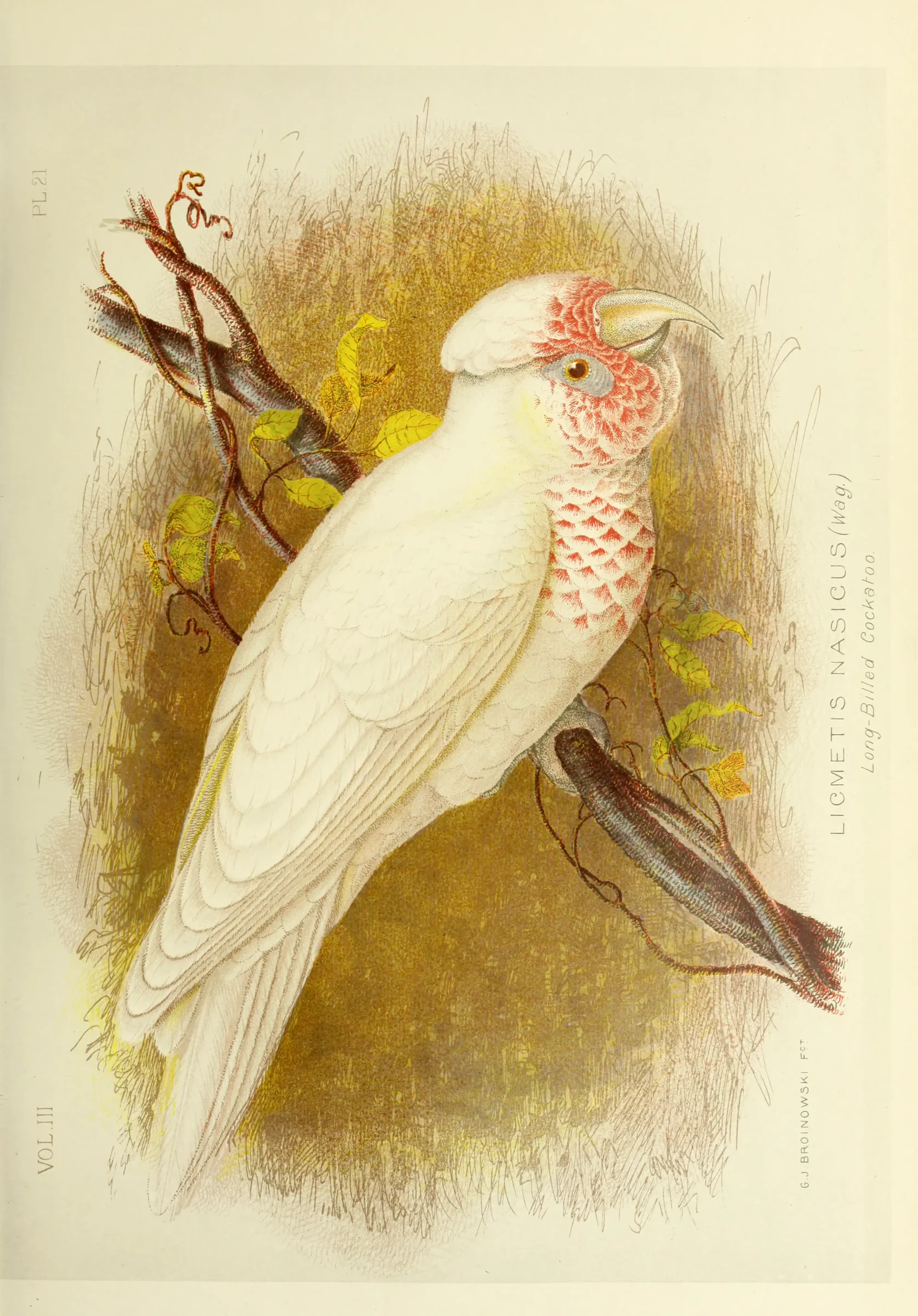 Historical bird plate: Long-billed Corella