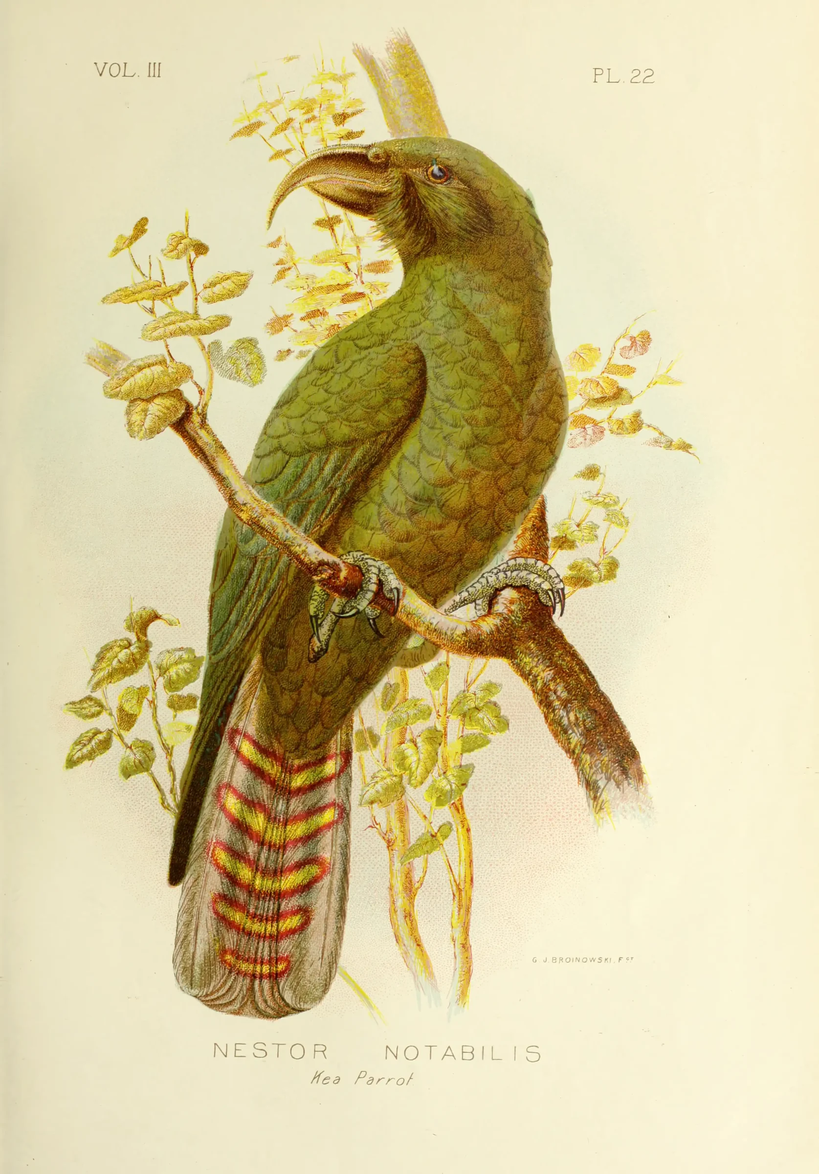 Historical bird plate: Kea