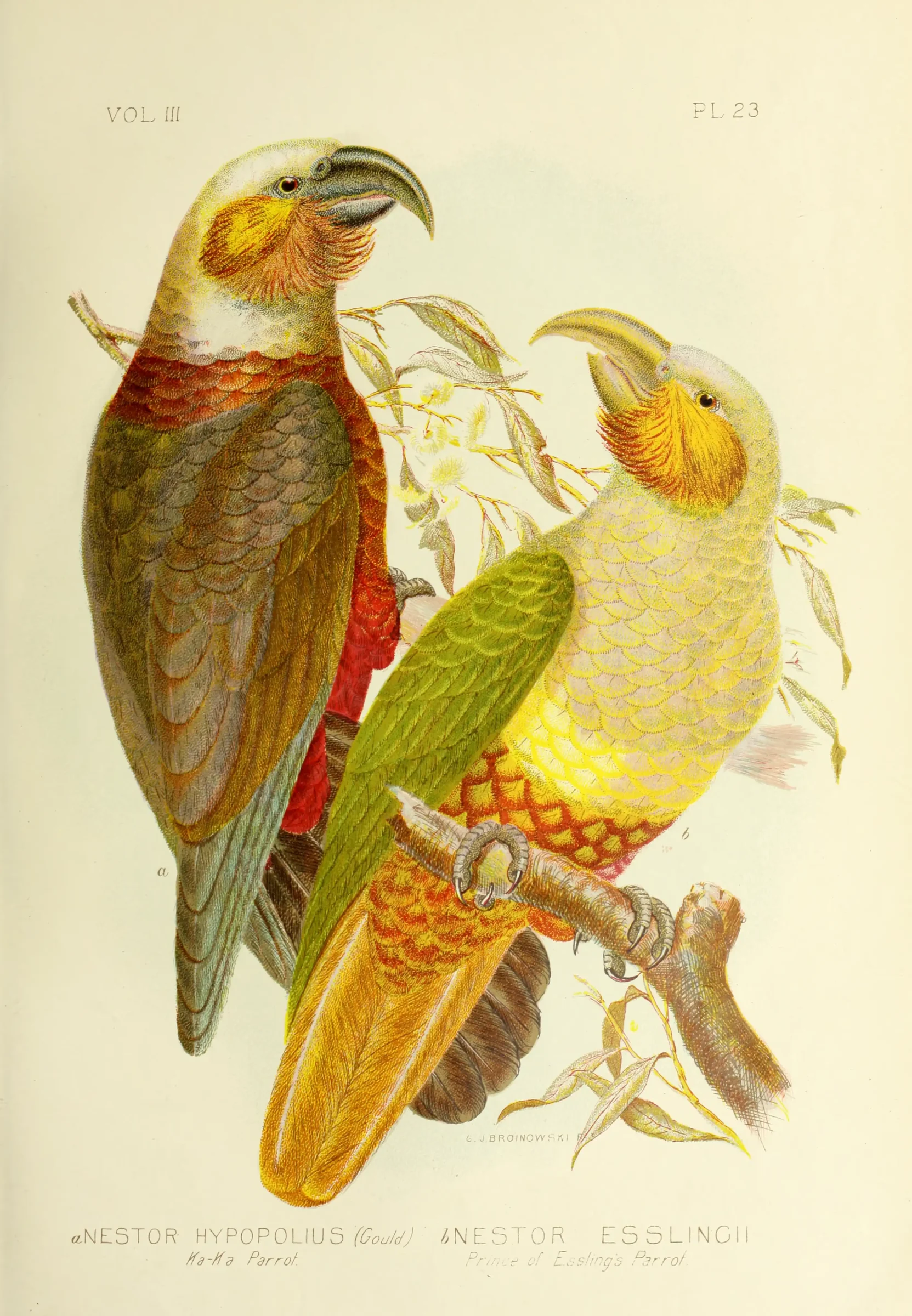 Historical bird plate: New Zealand Kaka