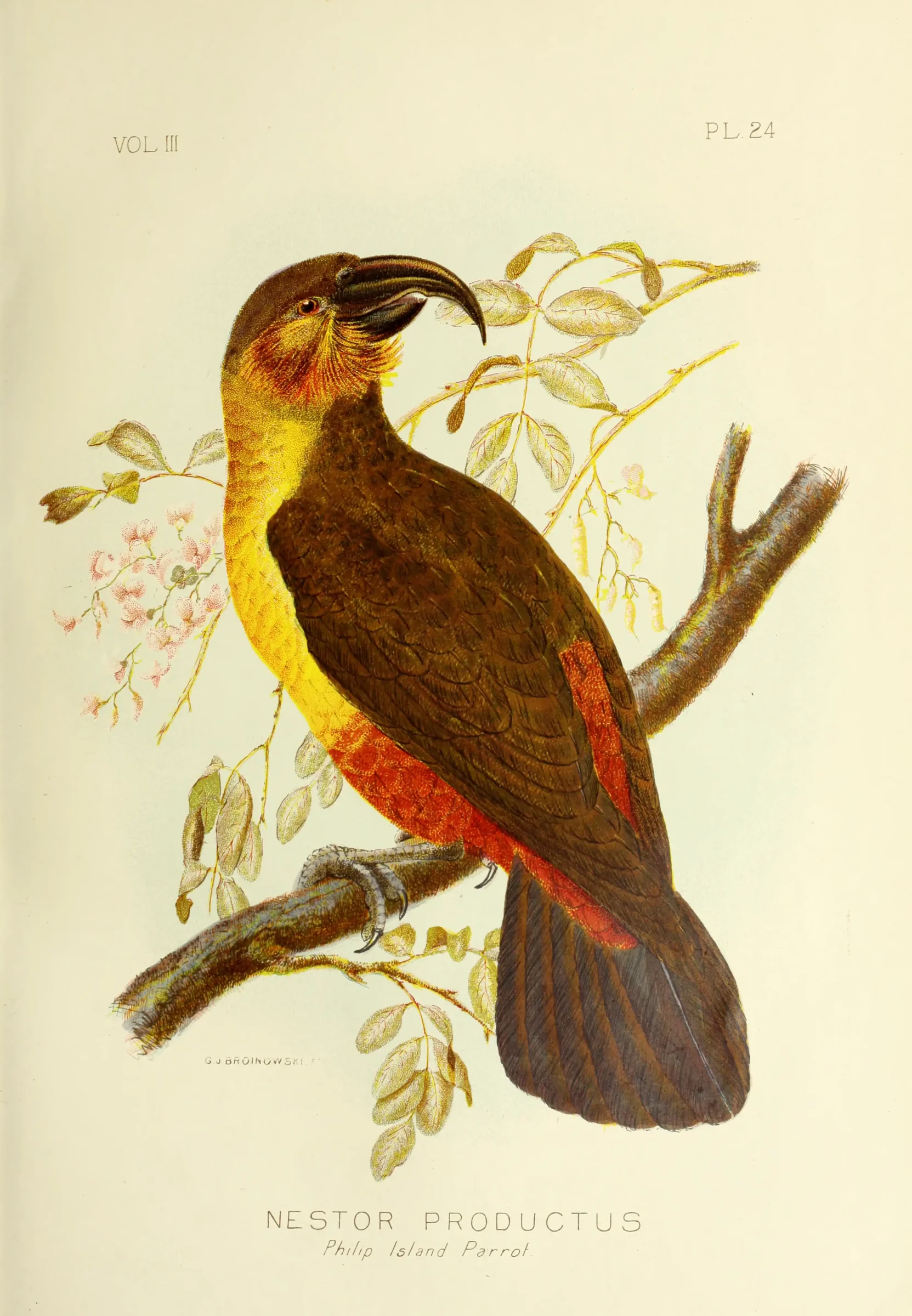 Historical bird plate: Norfolk Kaka