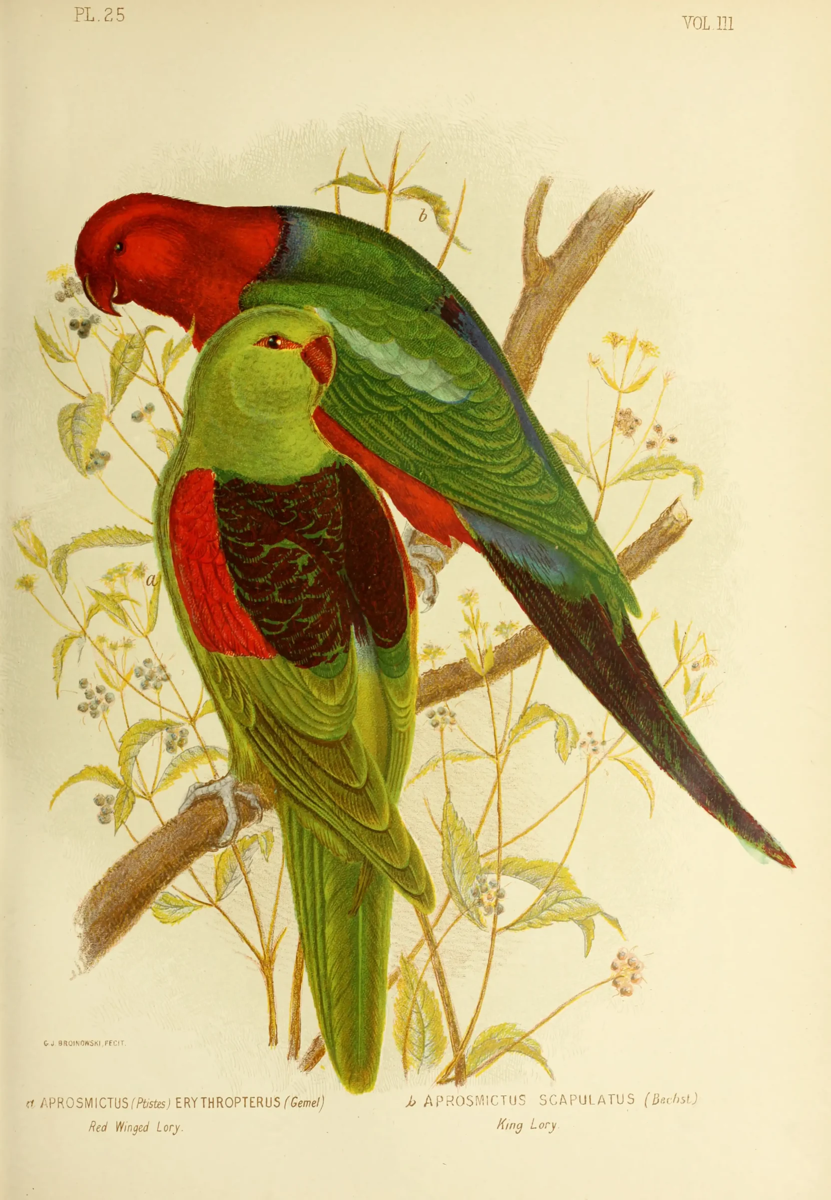 Historical bird plate: Australian King Parrot