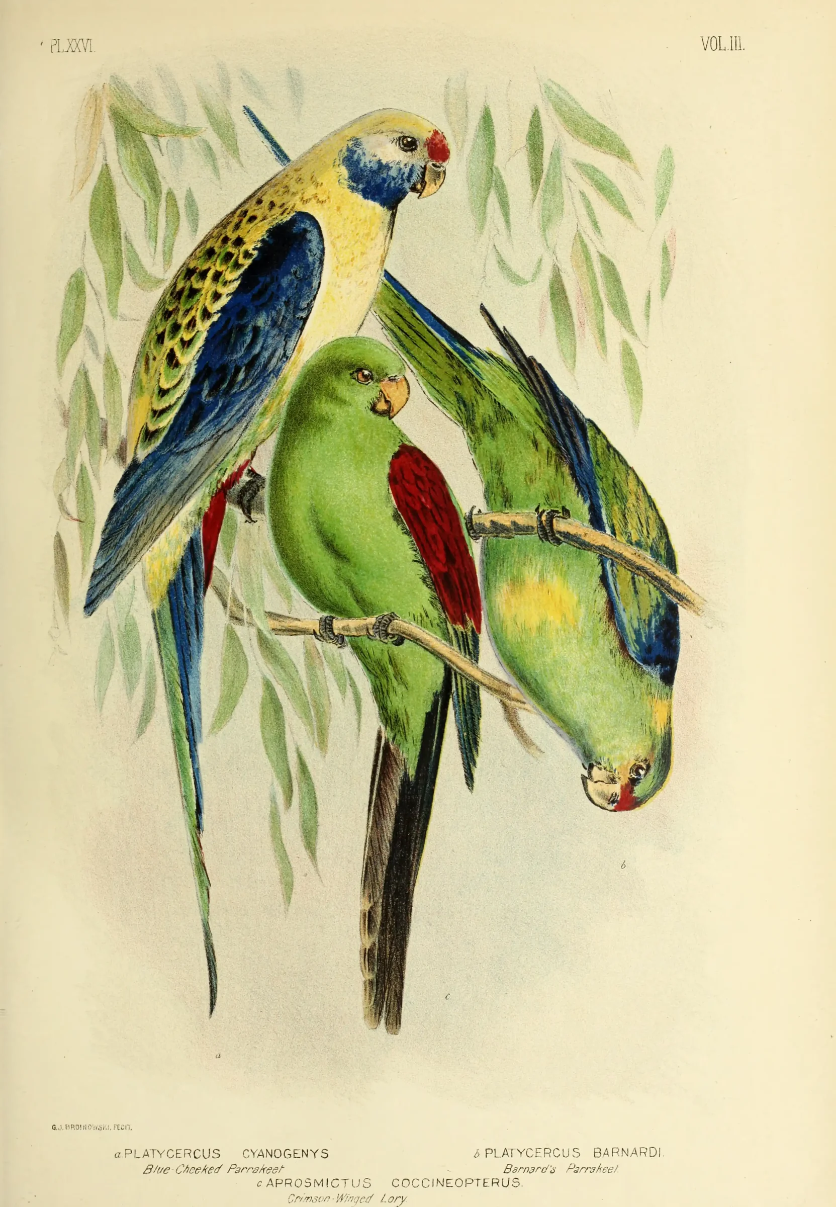 Historical bird plate: Australian Ringneck