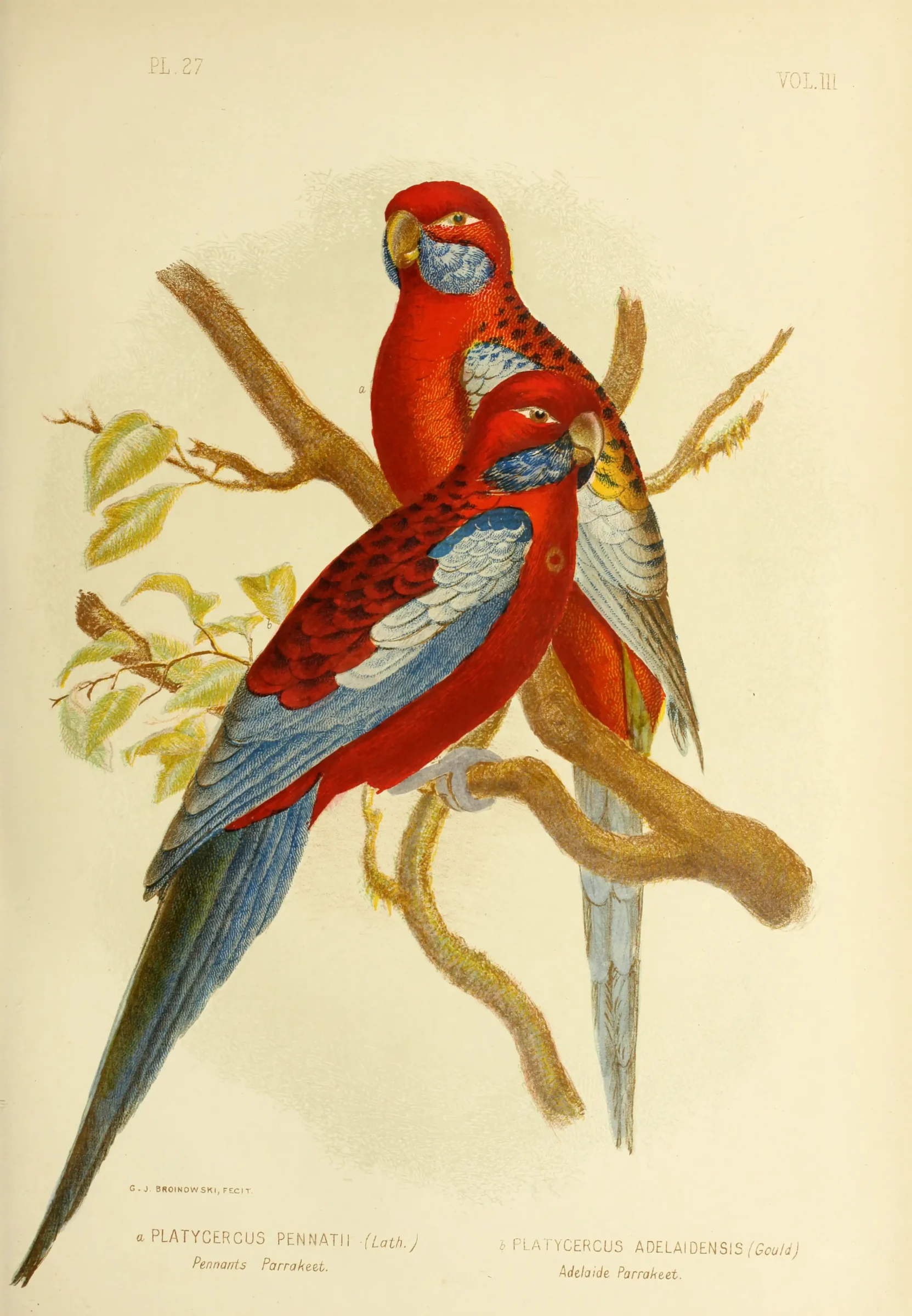 Historical bird plate: Crimson Rosella