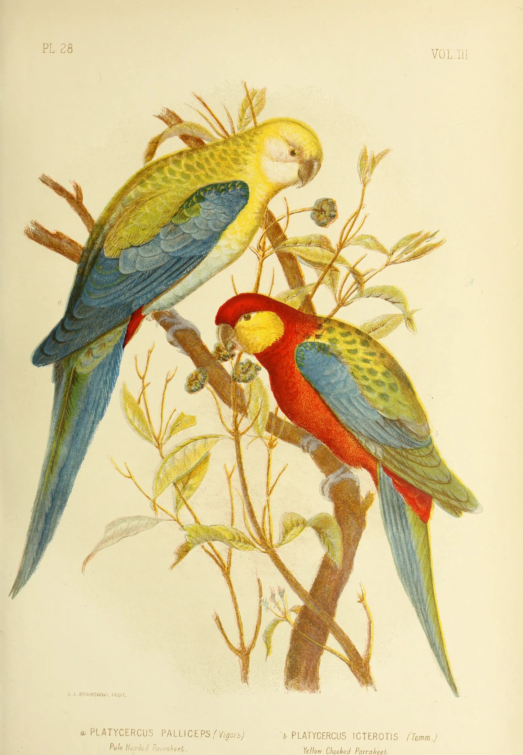 Historical bird plate: Pale-headed Rosella