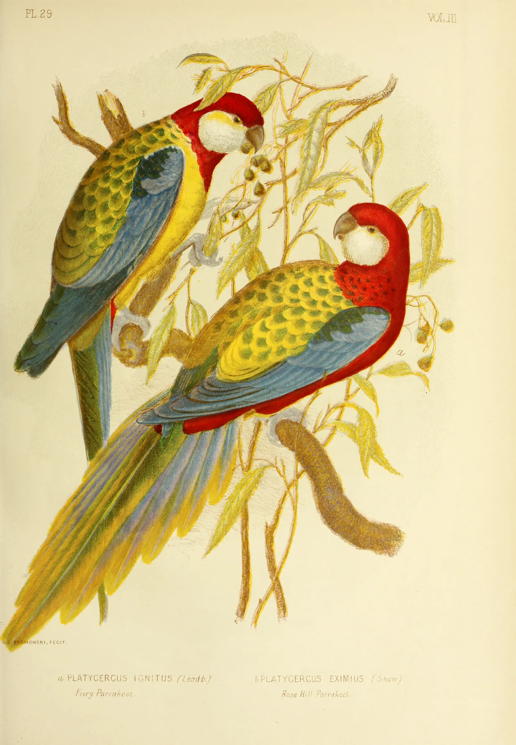 Historical bird plate: Eastern Rosella