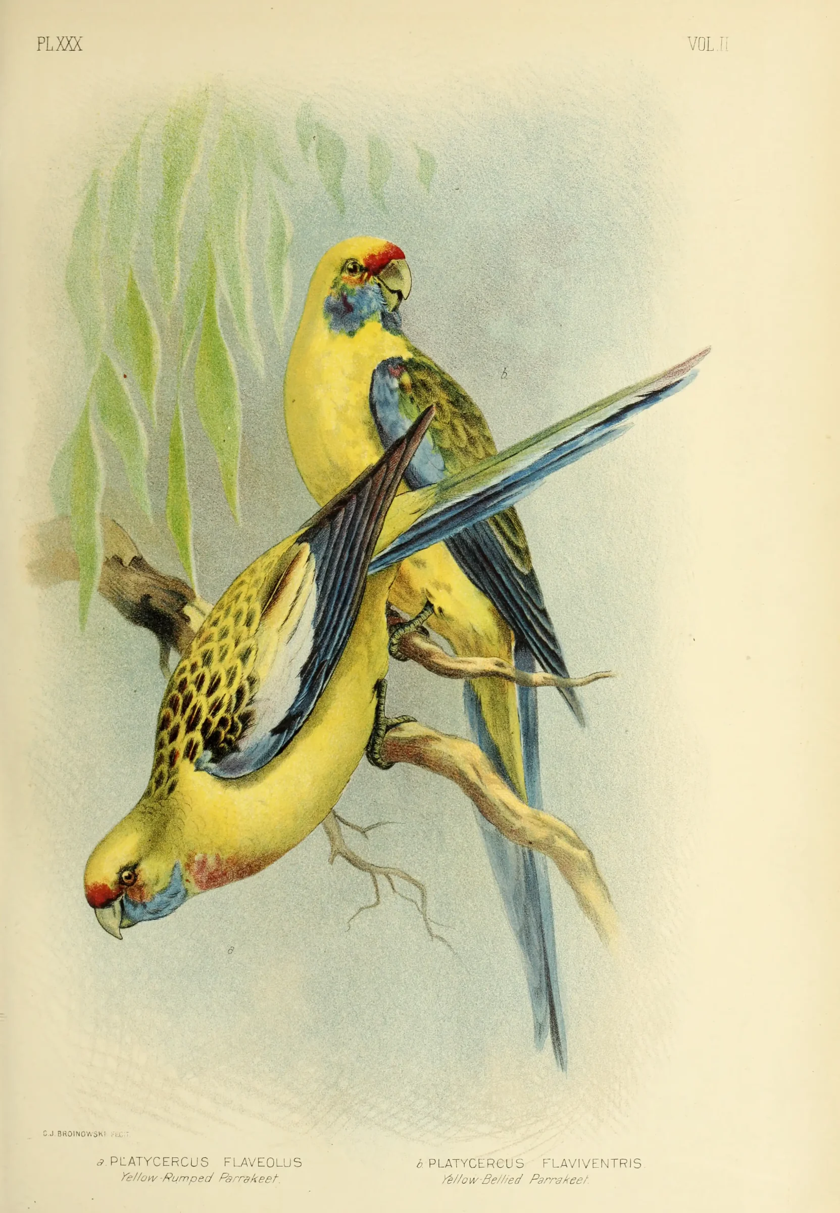 Historical bird plate: Crimson Rosella