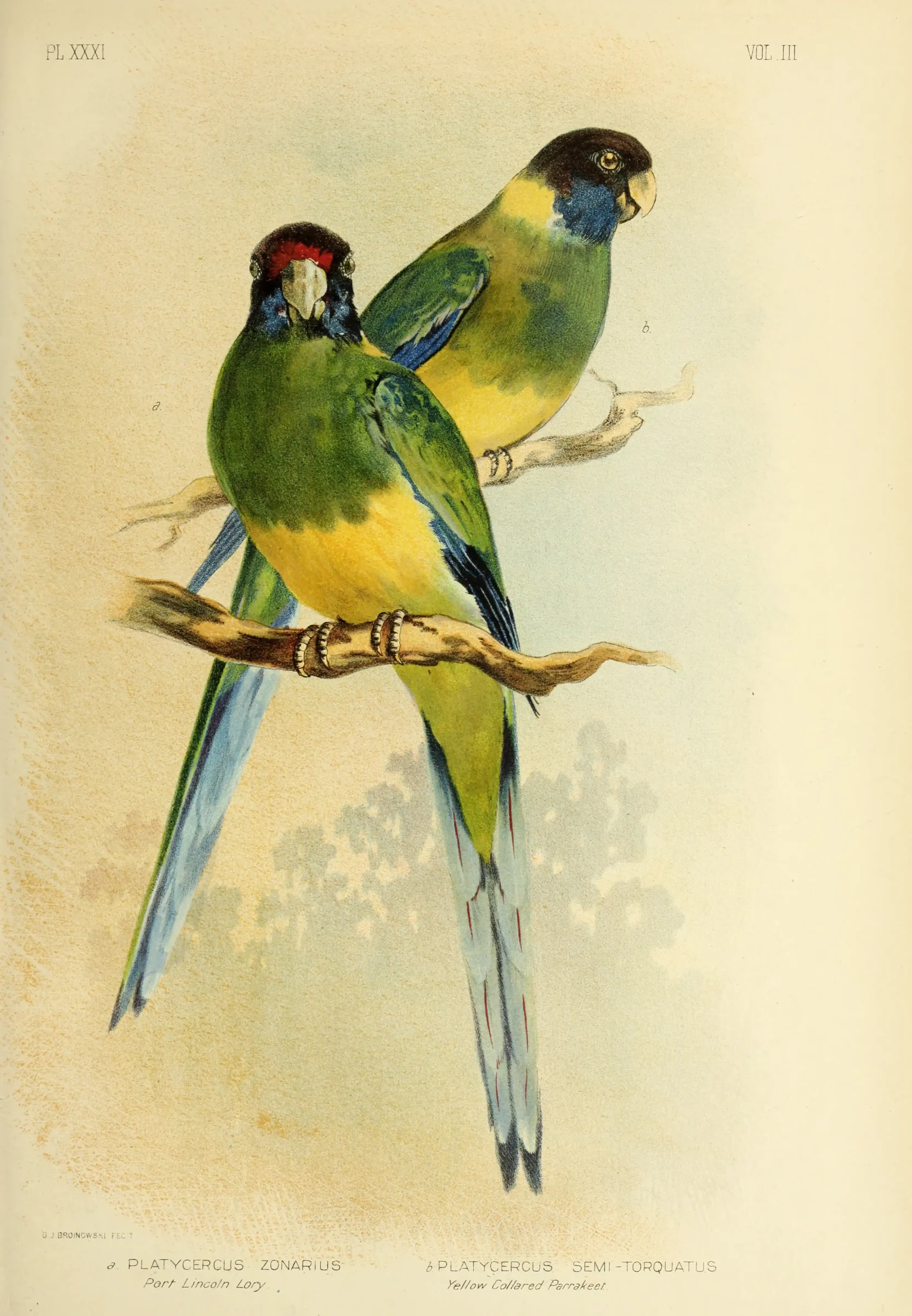 Historical bird plate: Australian Ringneck