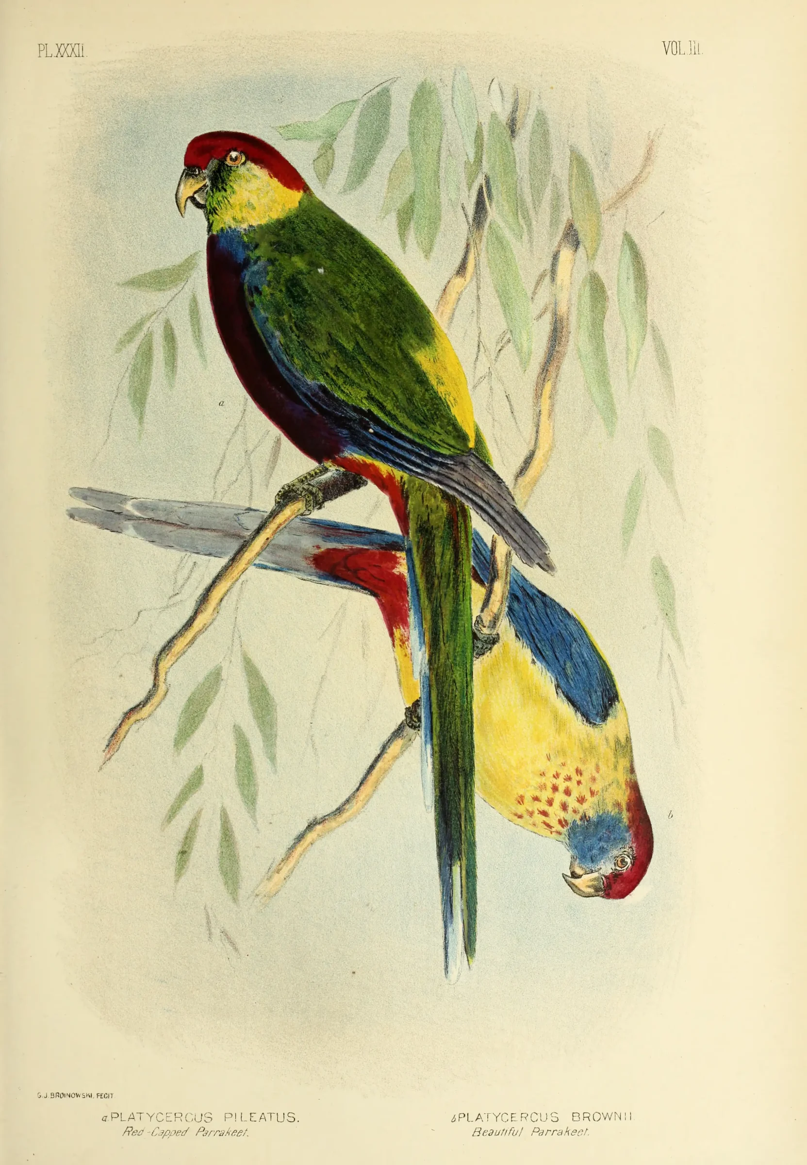 Historical bird plate: Northern Rosella
