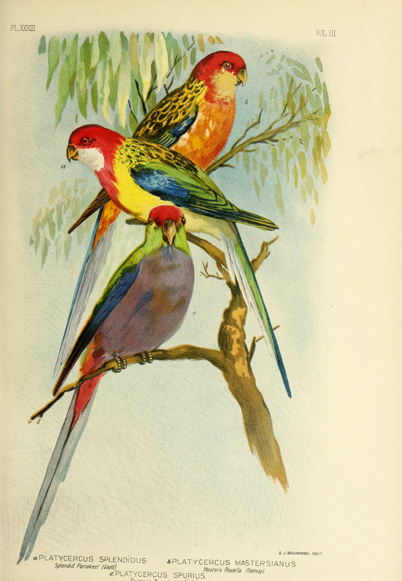 Historical bird plate: Crimson Rosella