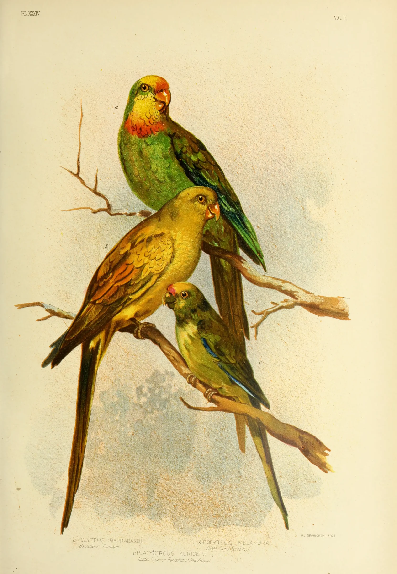 Historical bird plate: Regent Parrot