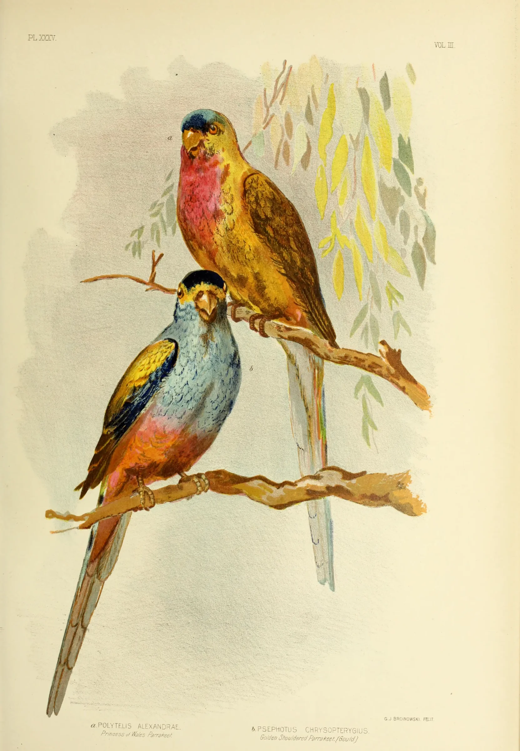 Historical bird plate: Golden-shouldered Parrot