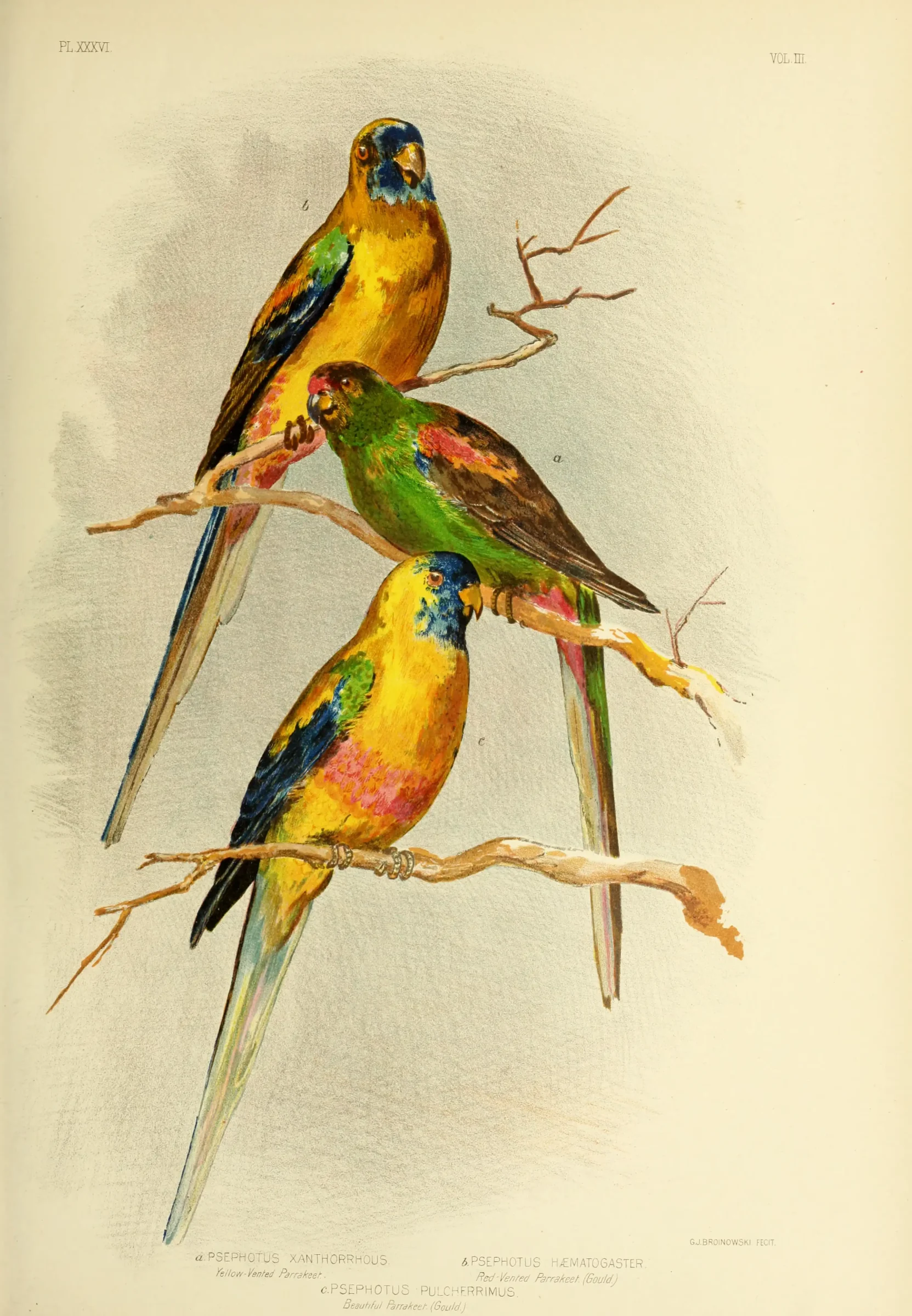 Historical bird plate: Eastern Bluebonnet