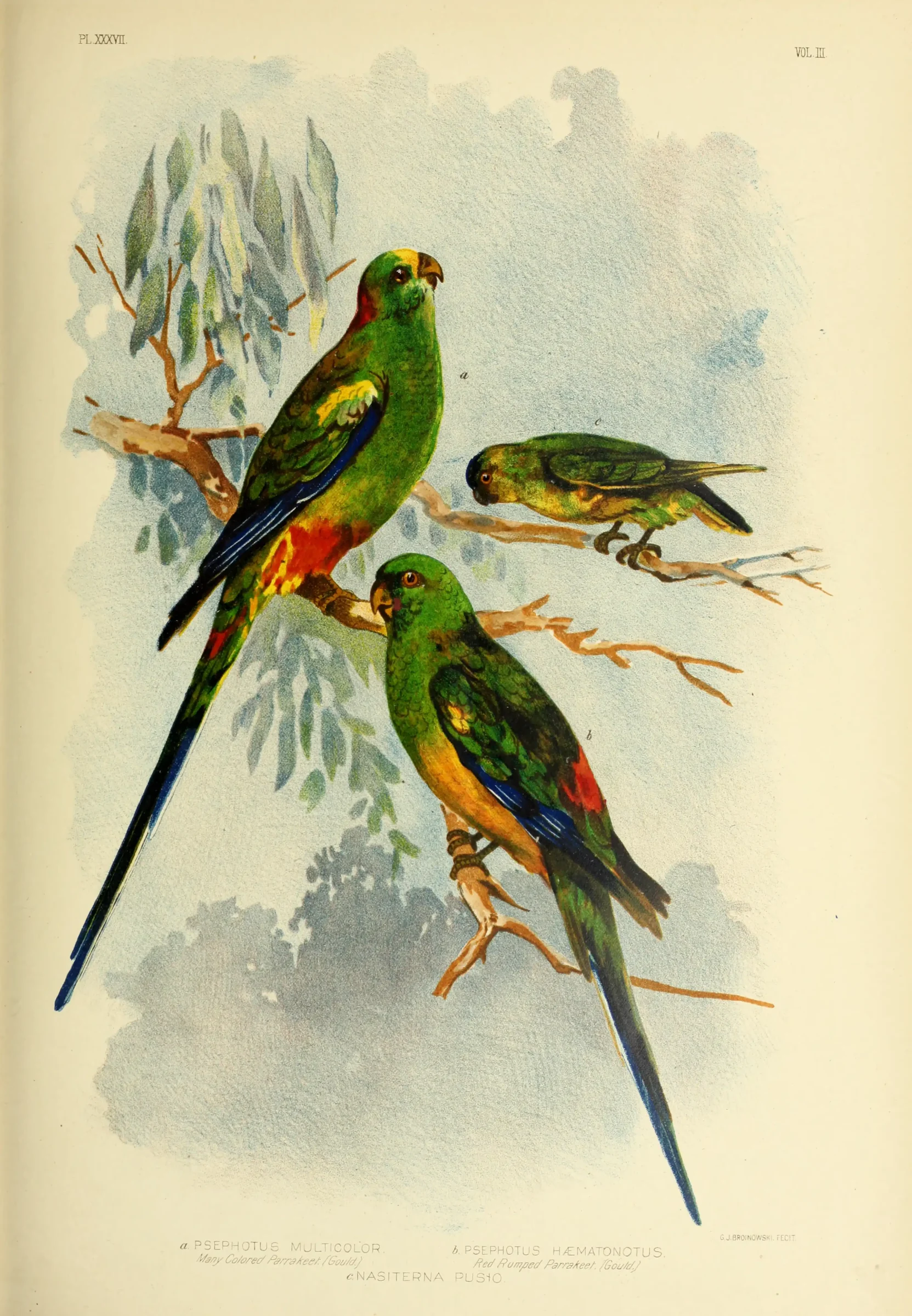Historical bird plate: Mulga Parrot