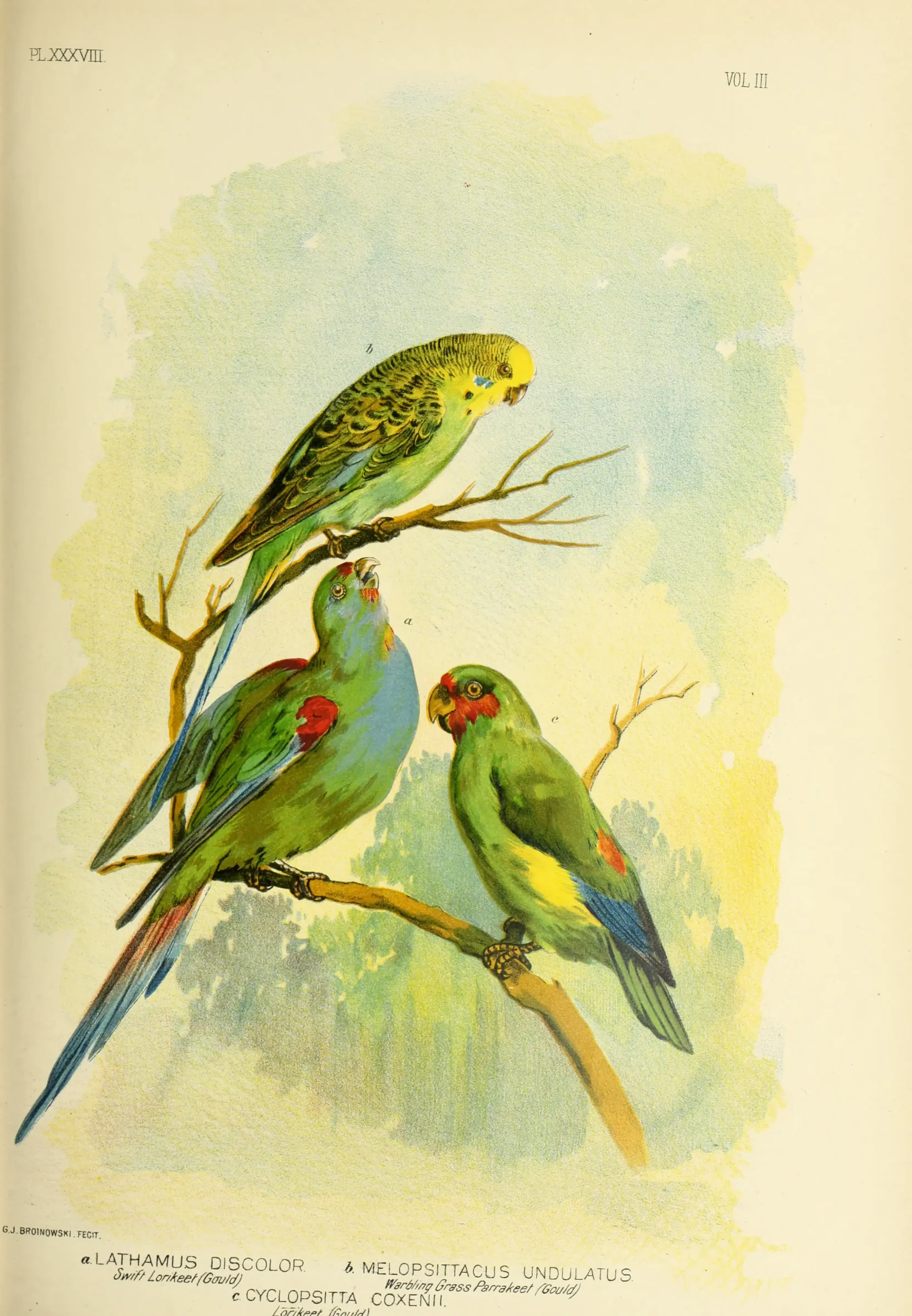 Historical bird plate: Budgerigar