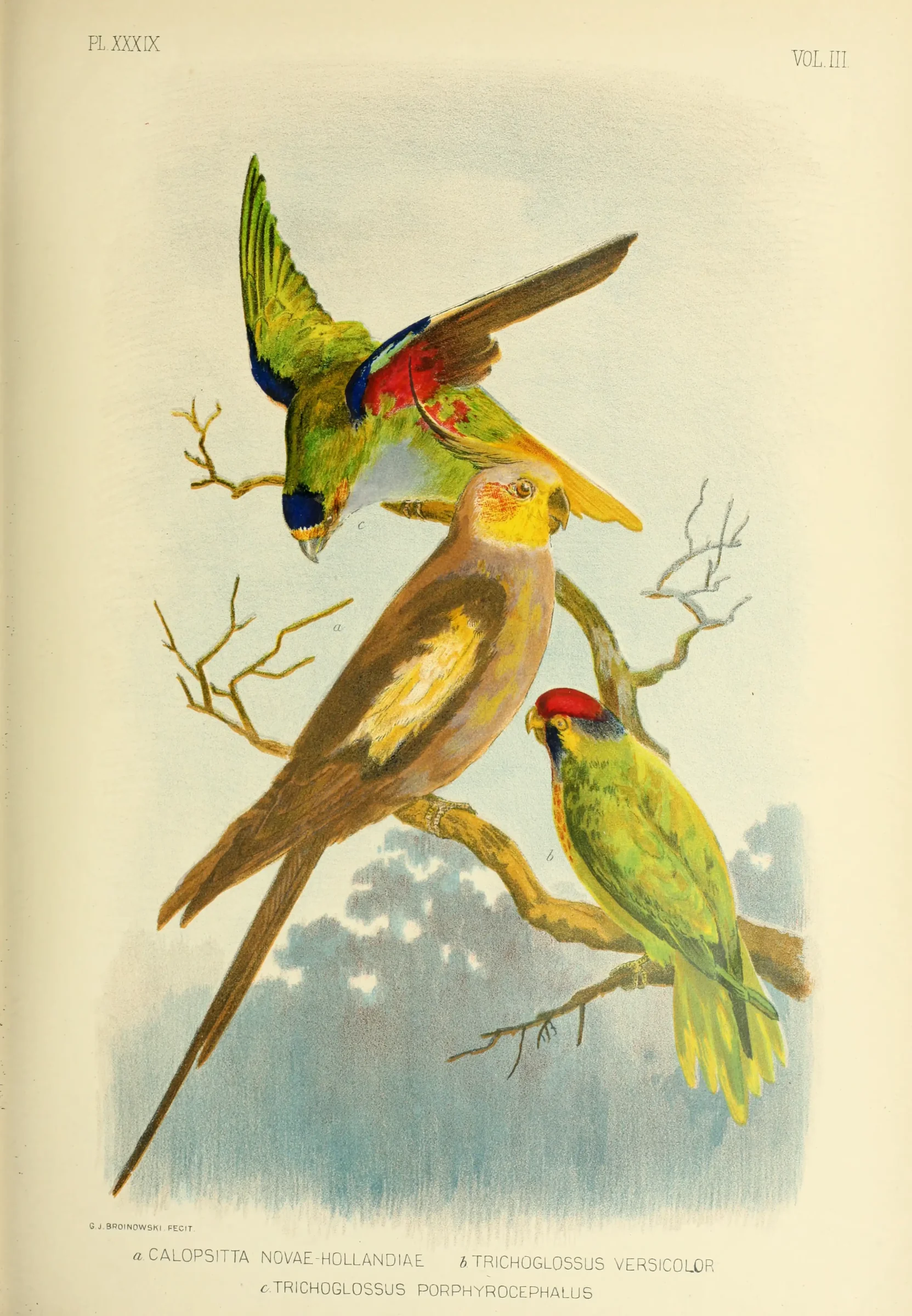 Historical bird plate: Cockatiel