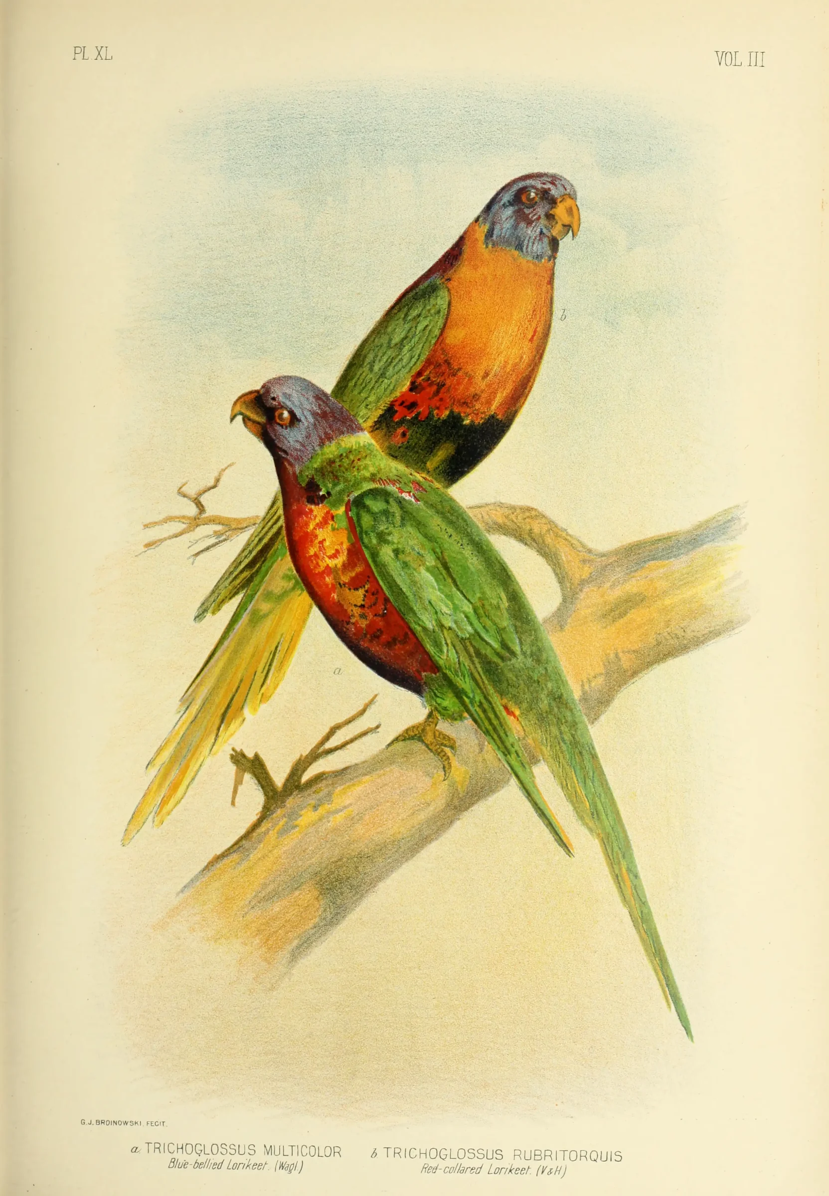 Historical bird plate: Rainbow Lorikeet