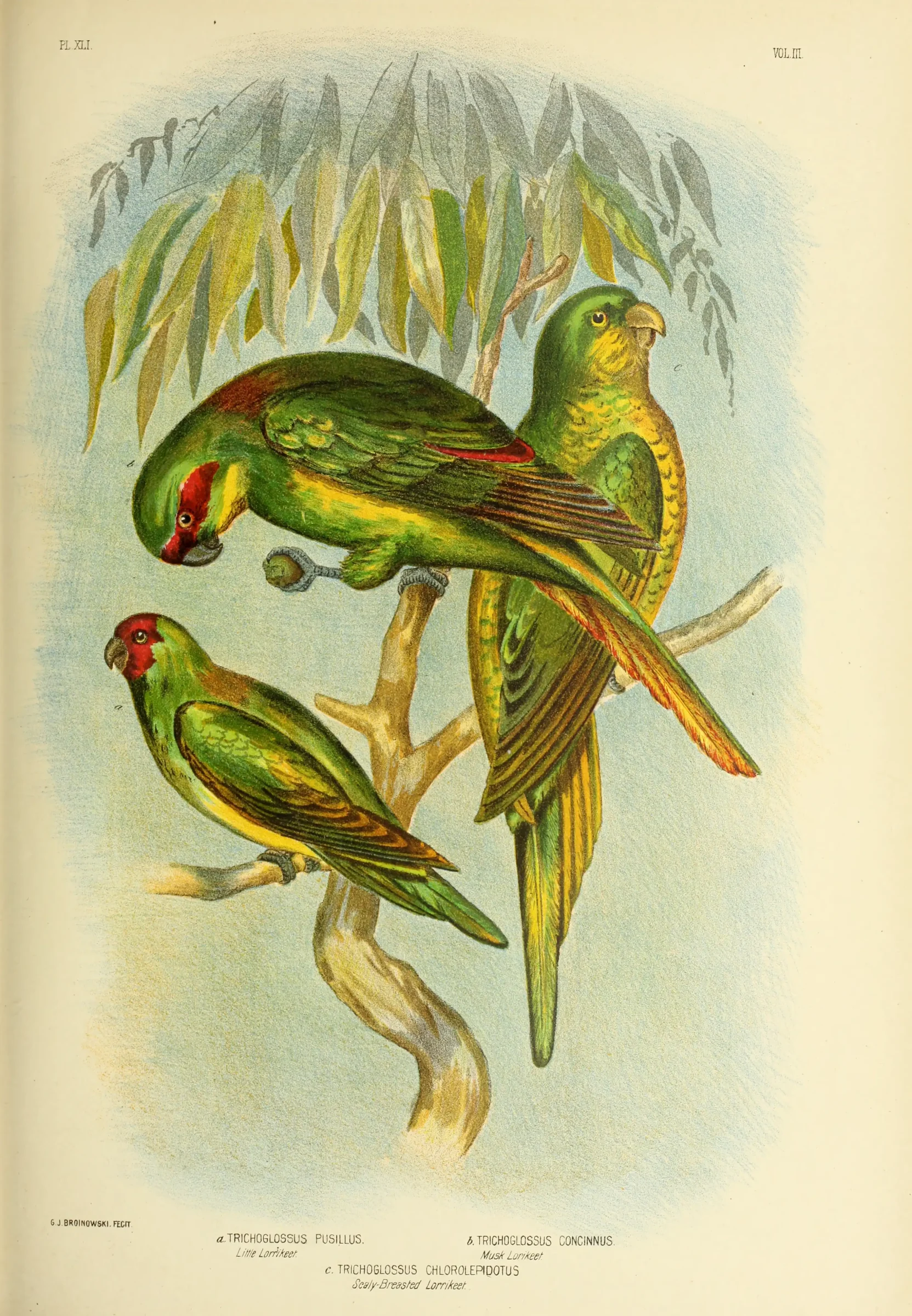 Historical bird plate: Little Lorikeet