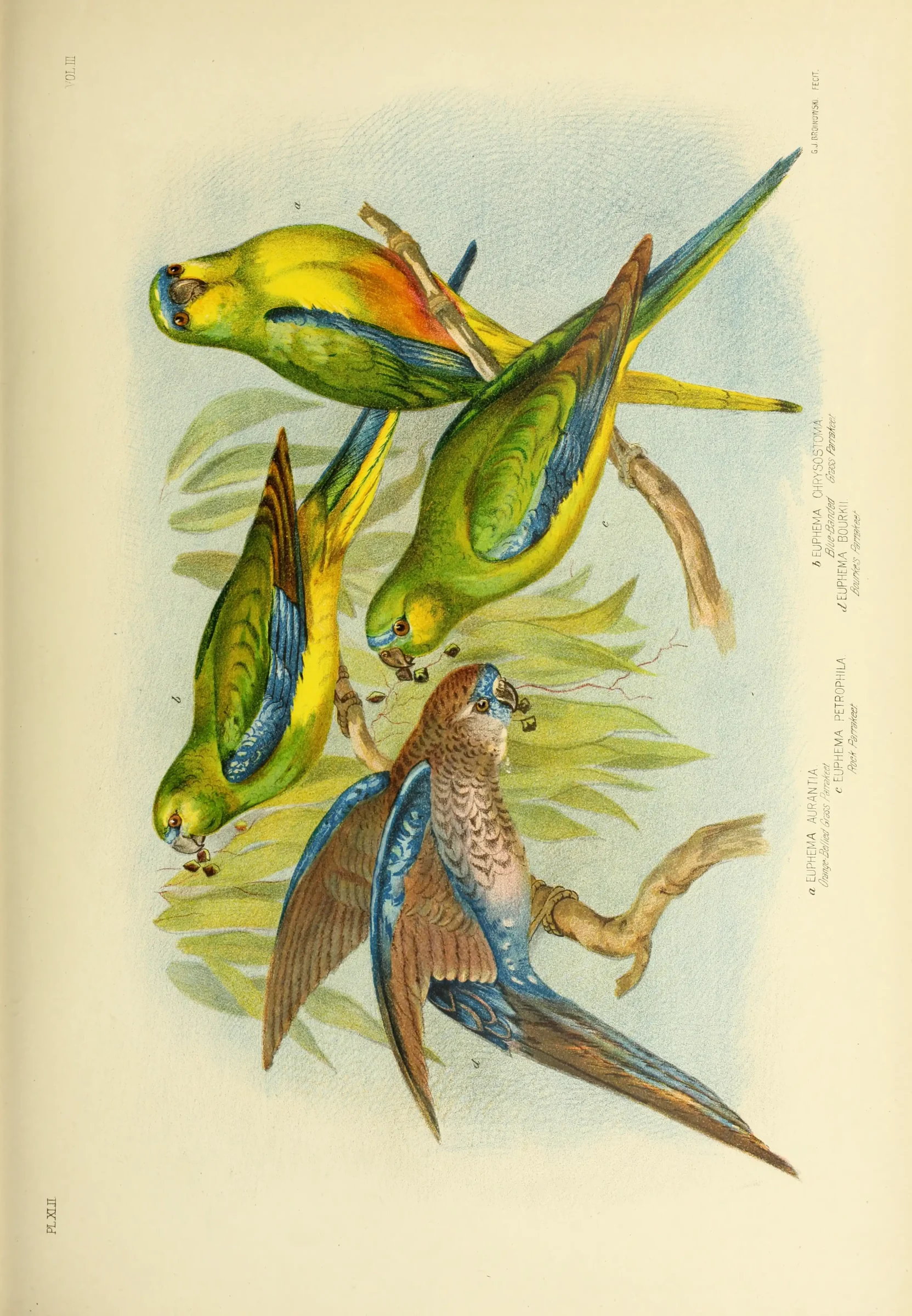 Historical bird plate: Blue-winged Parrot