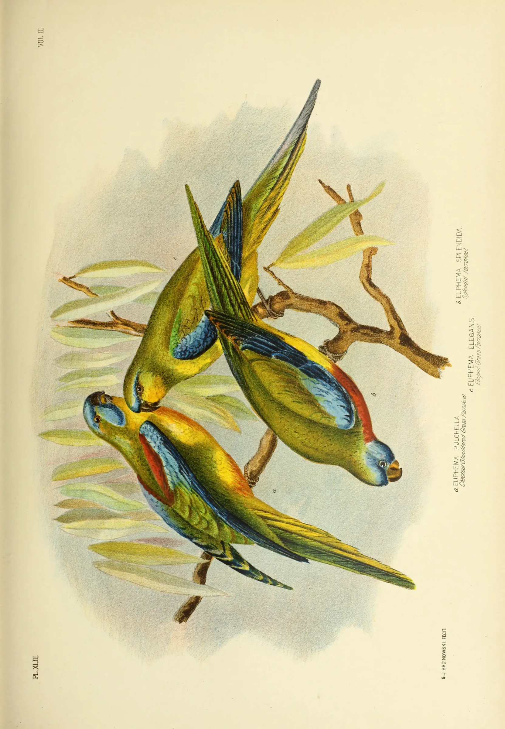 Historical bird plate: Elegant Parrot