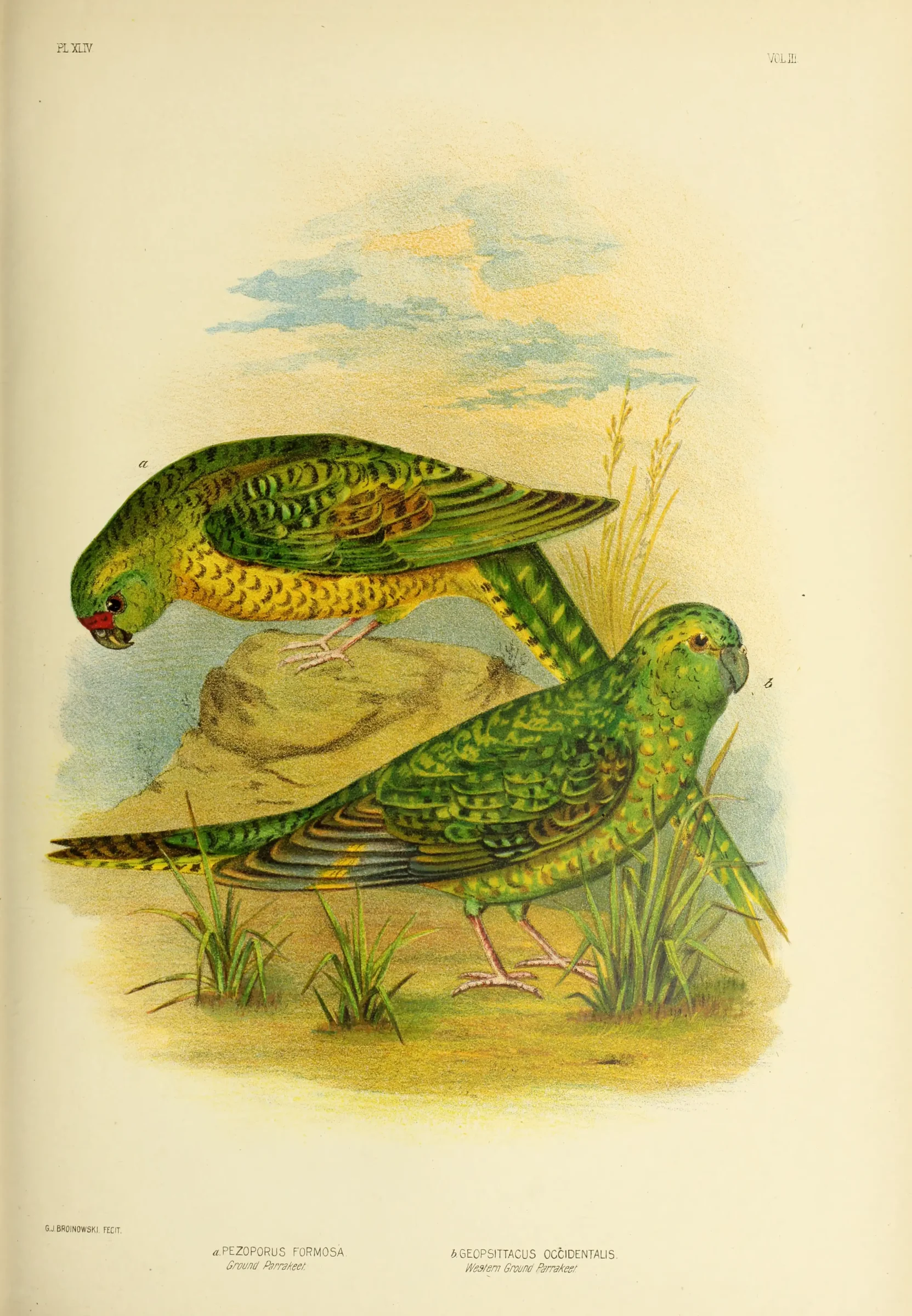 Historical bird plate: Ground Parrot