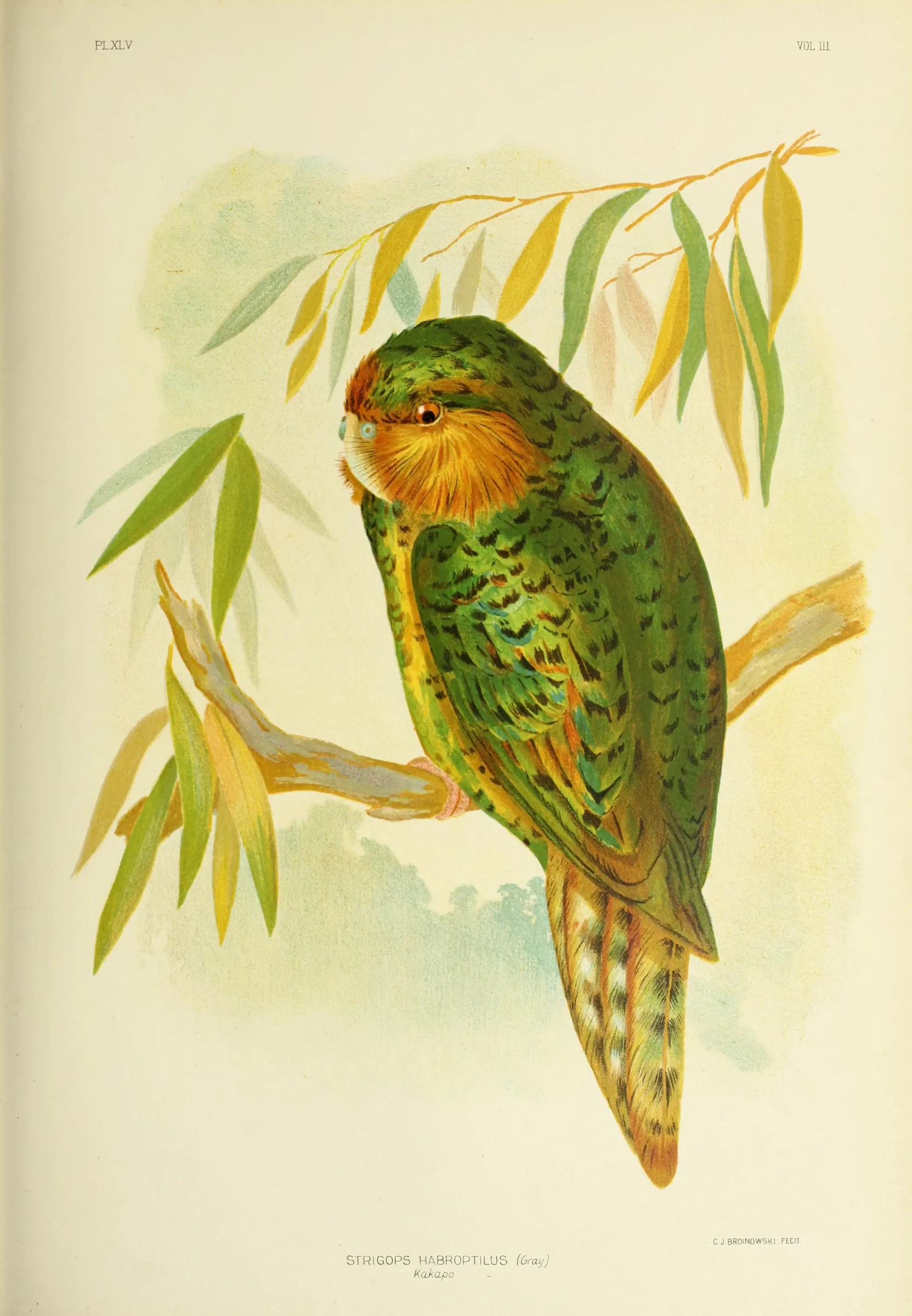 Historical bird plate: Kakapo